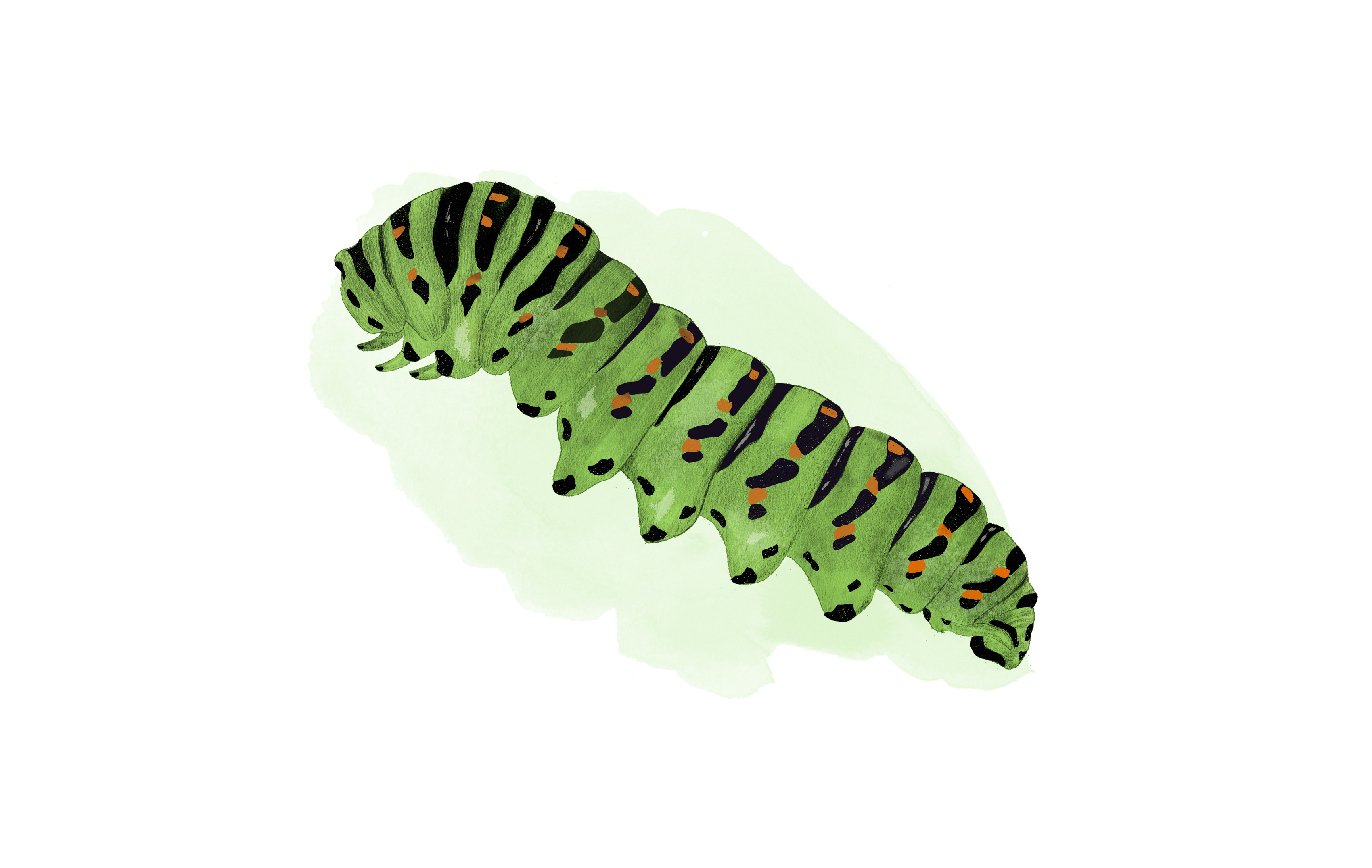 Illustration av en äldra makaonfjärilslarv.