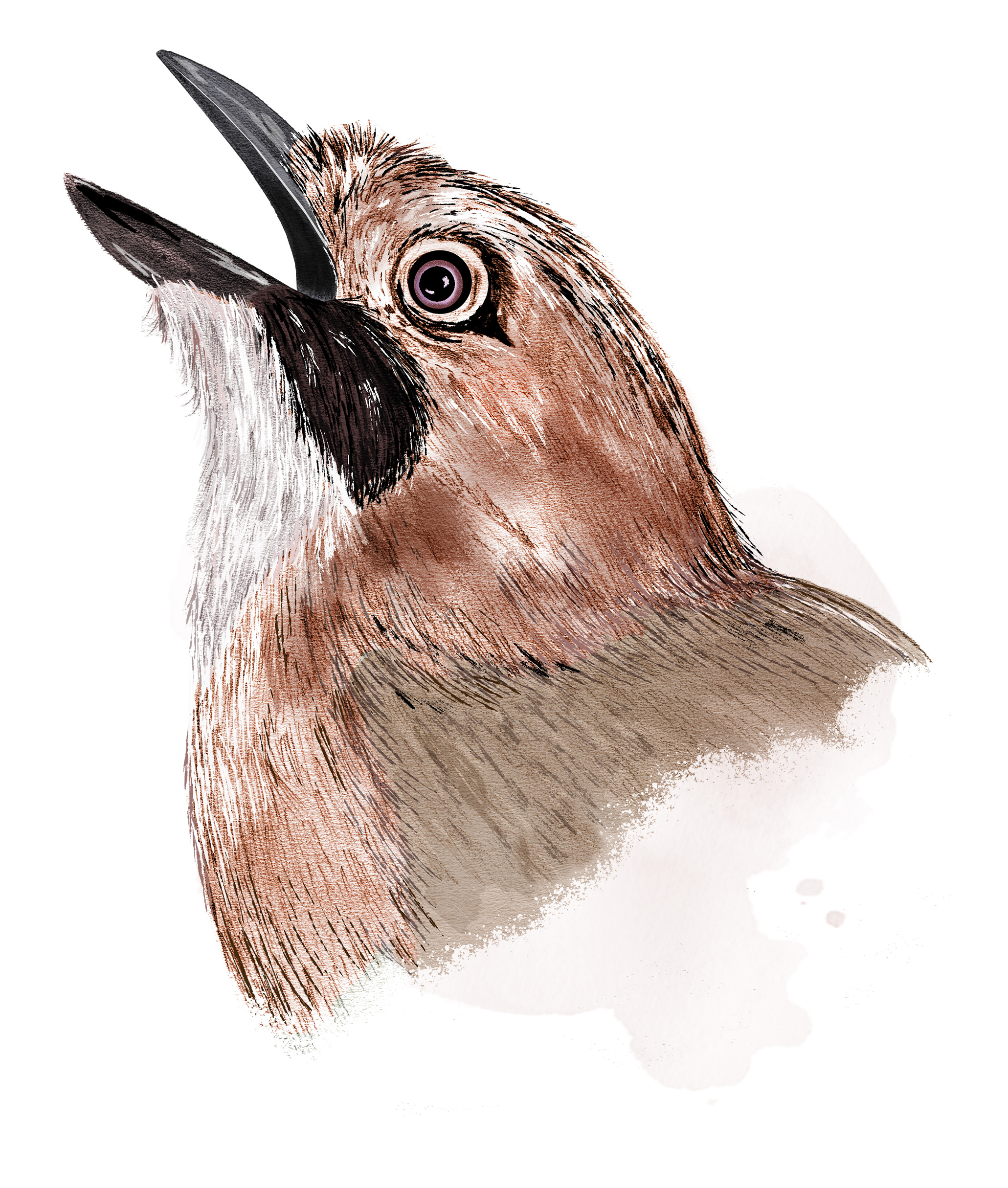 Illustratiopn av en nötskrika.