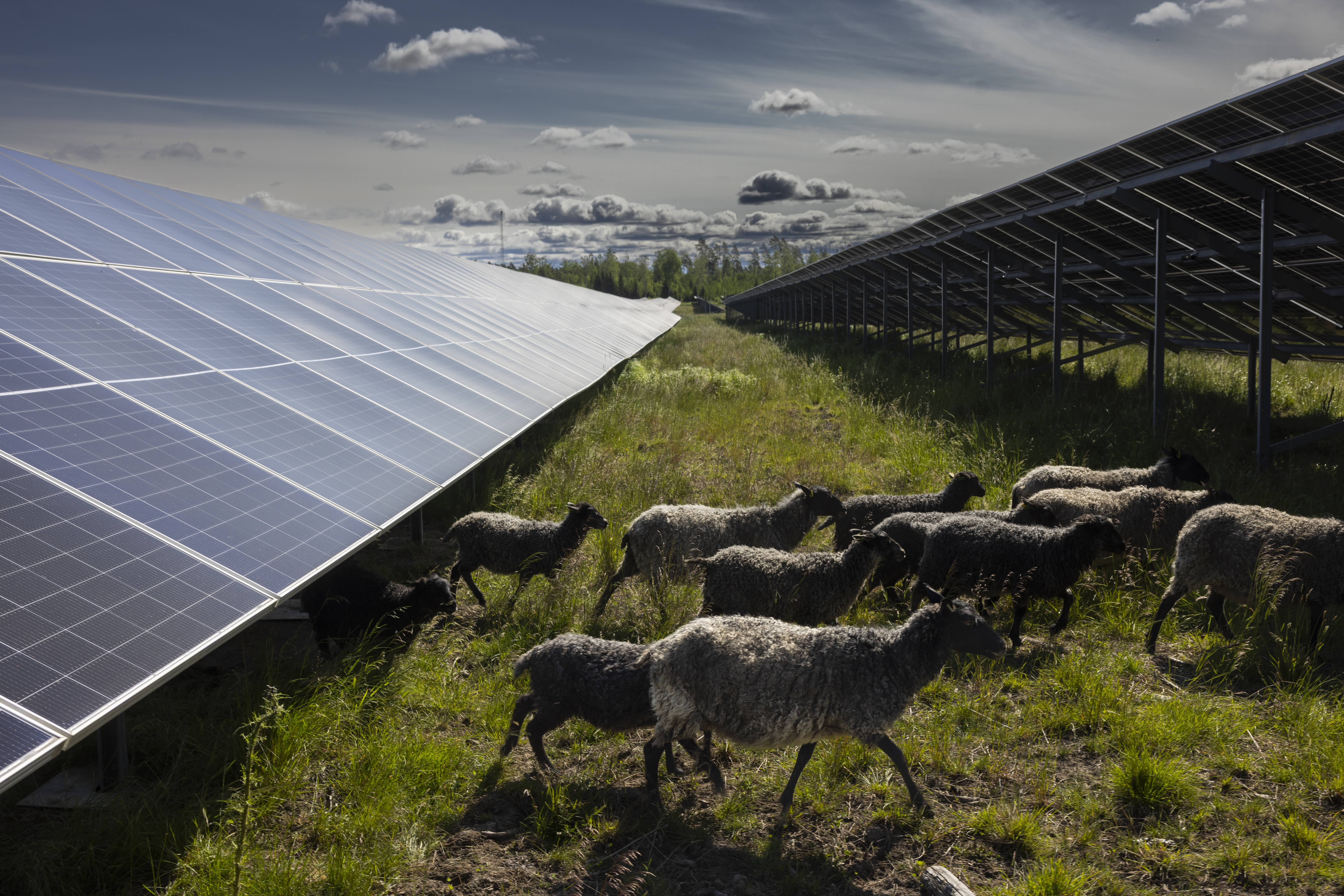 Får som betar mellan solpaneler