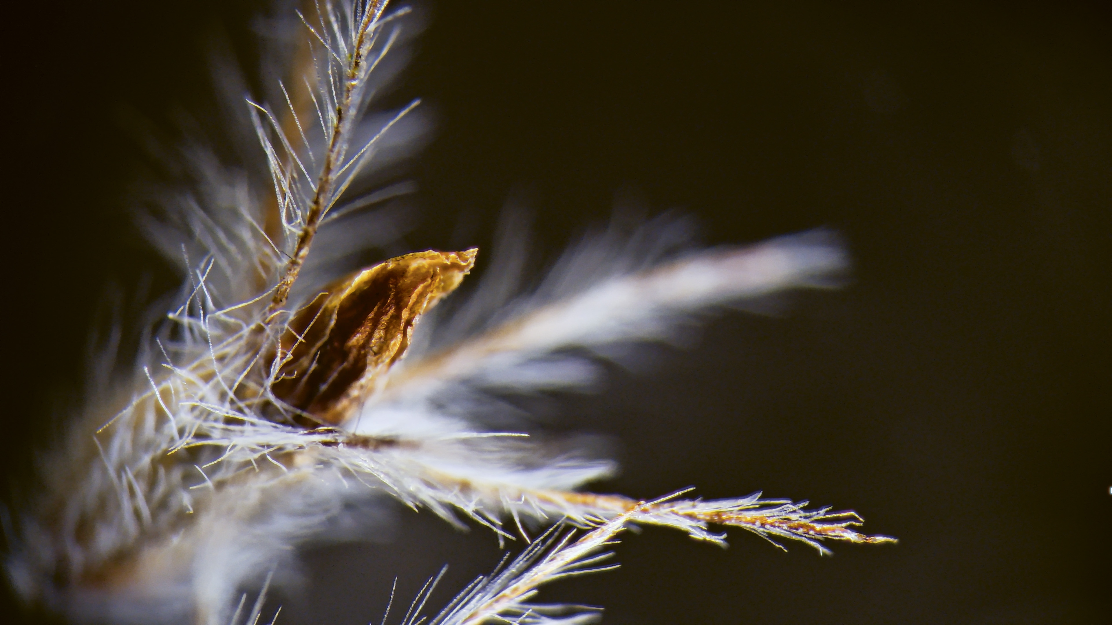 Frökapsel i närbild
