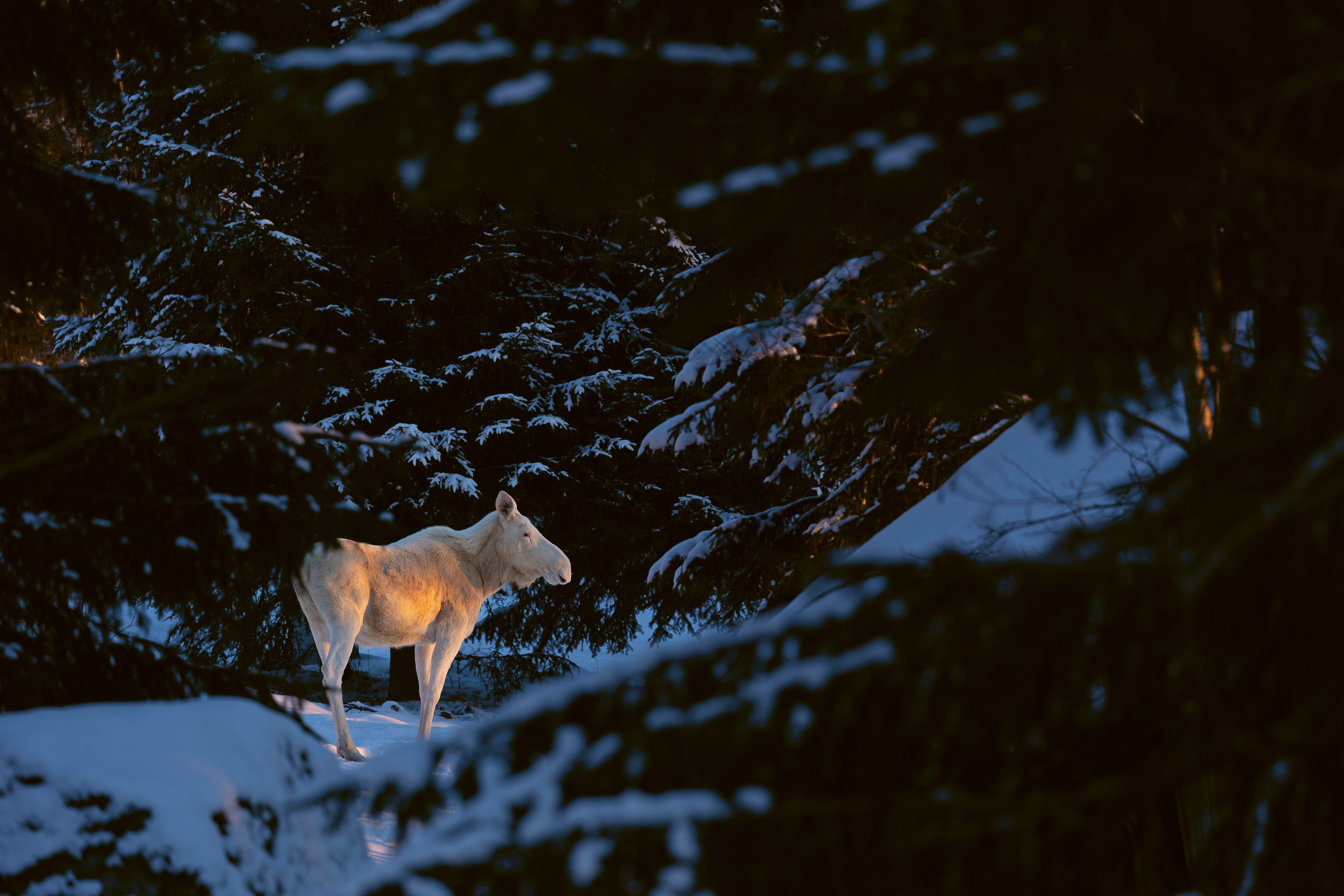 Vit älg i snötäckt skog