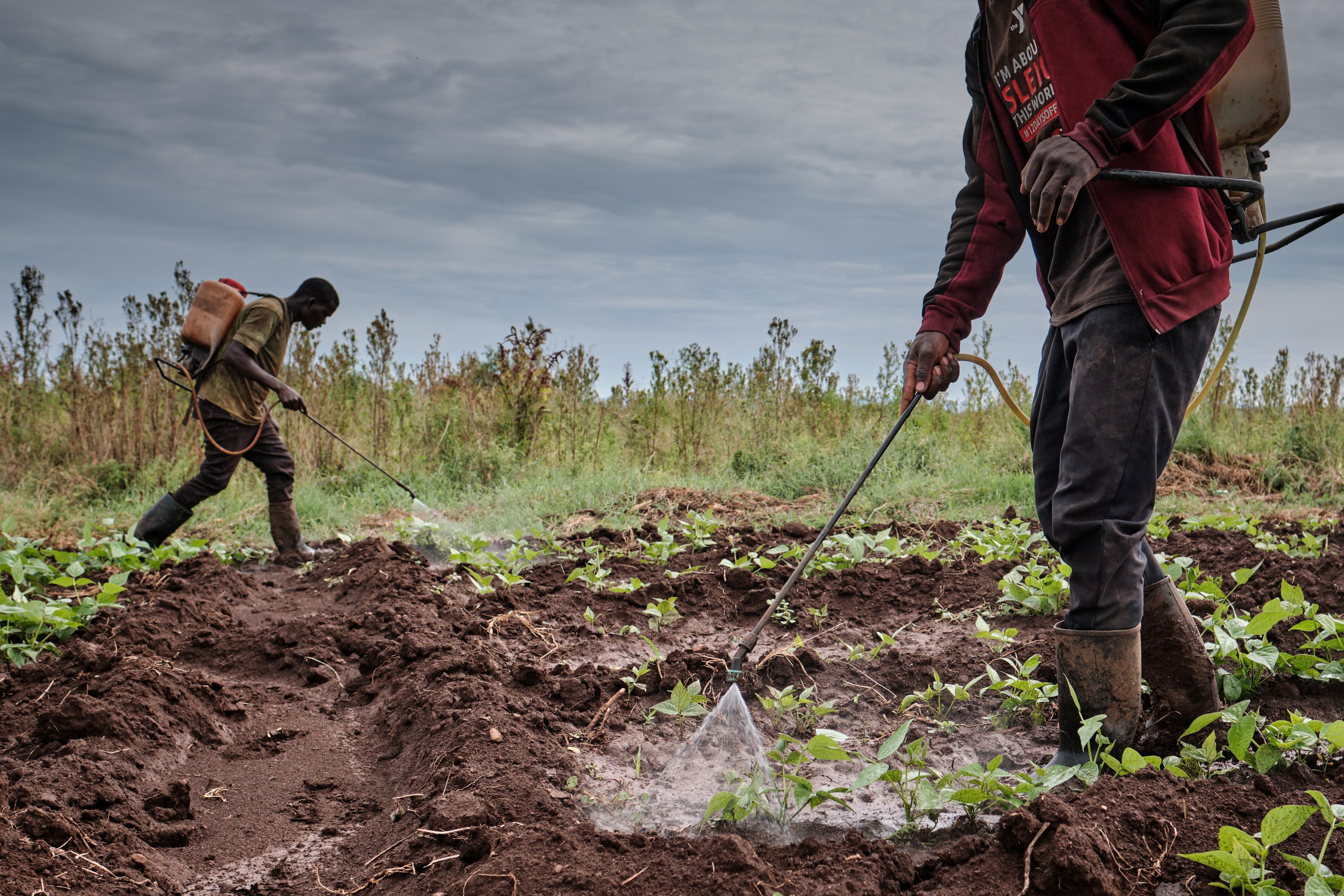 Män besprutar åker.