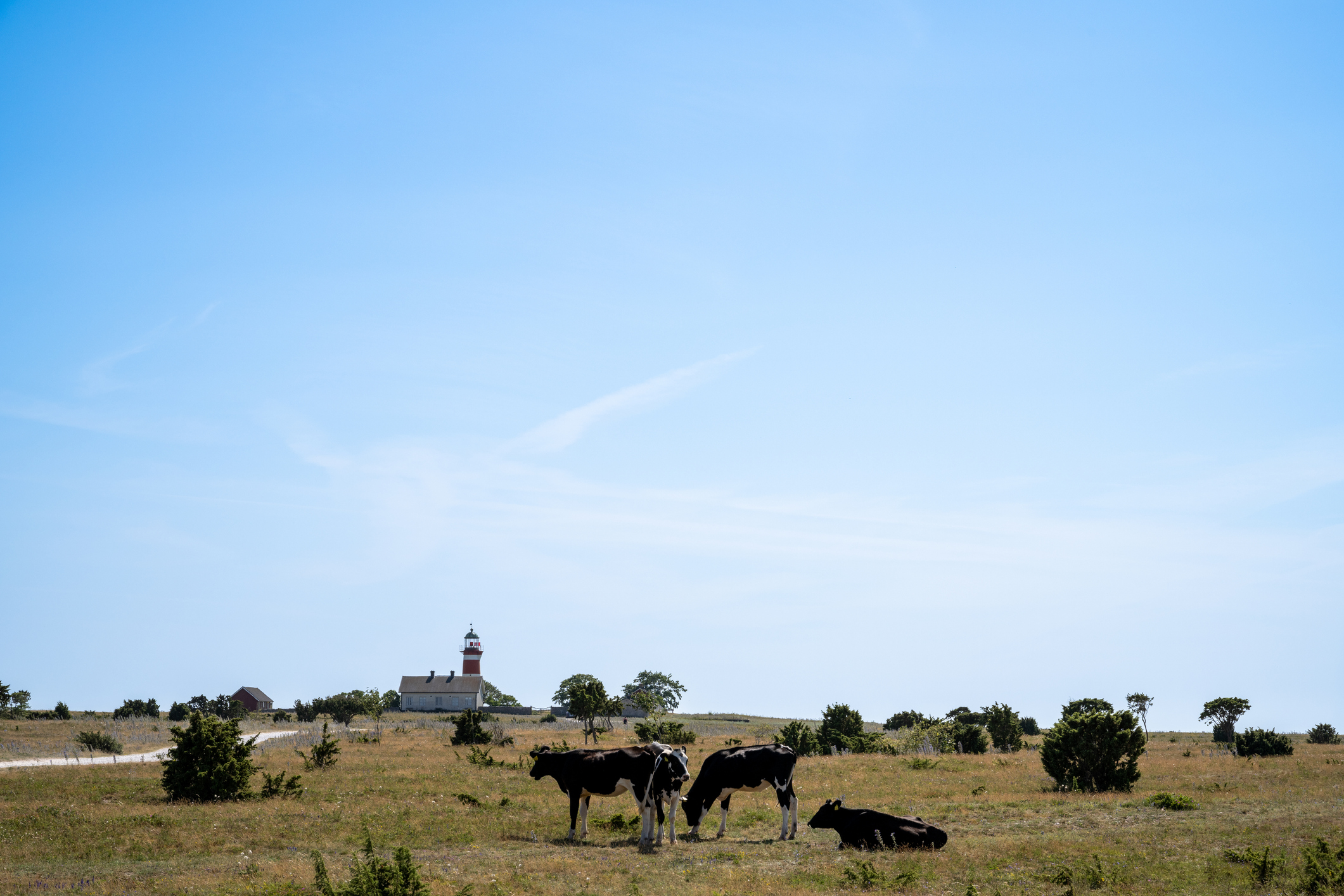 Kor med fyr i bakgrunden.