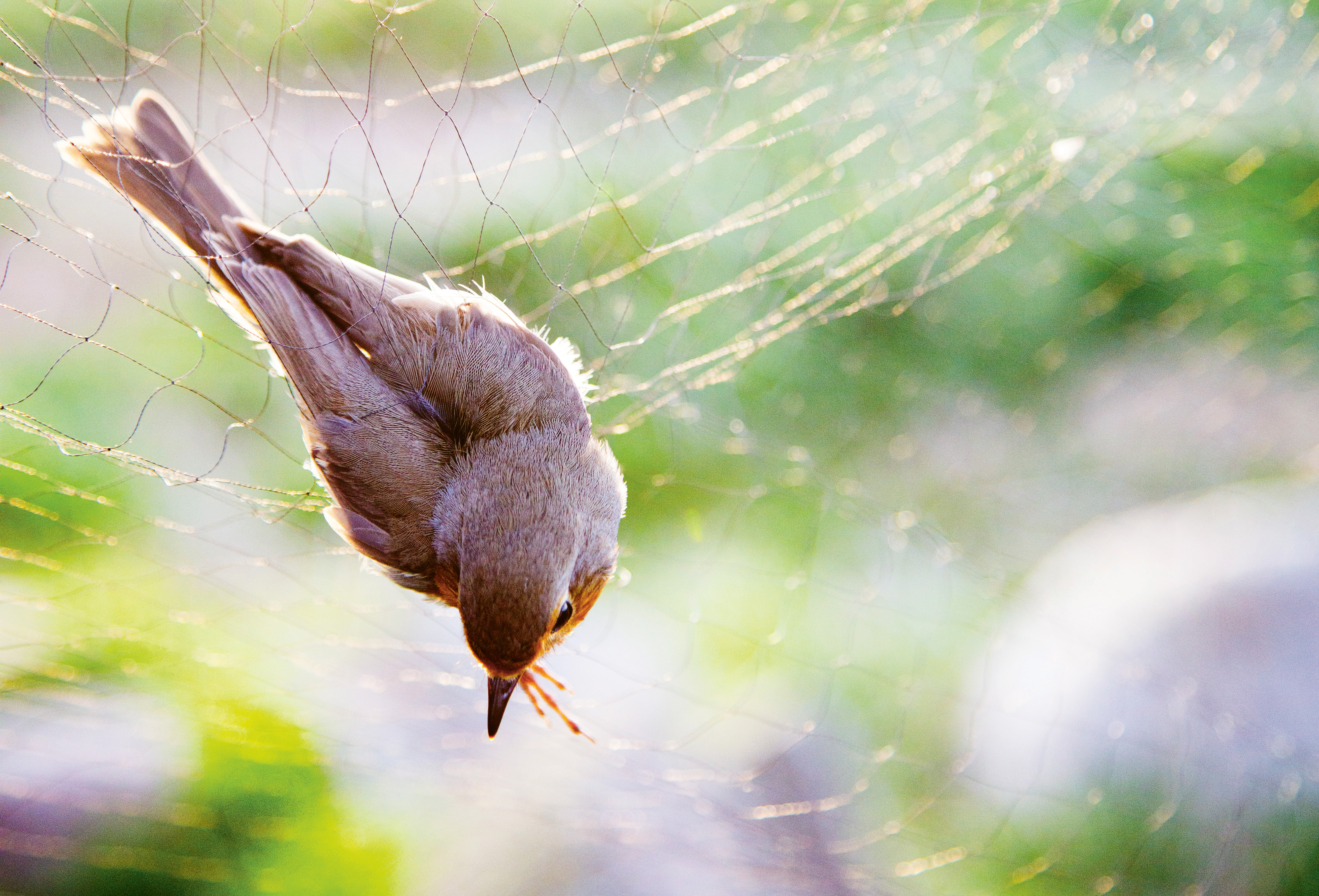 En liten fågel sitter fast upp och ner i ett nät med en grön bakgrund.