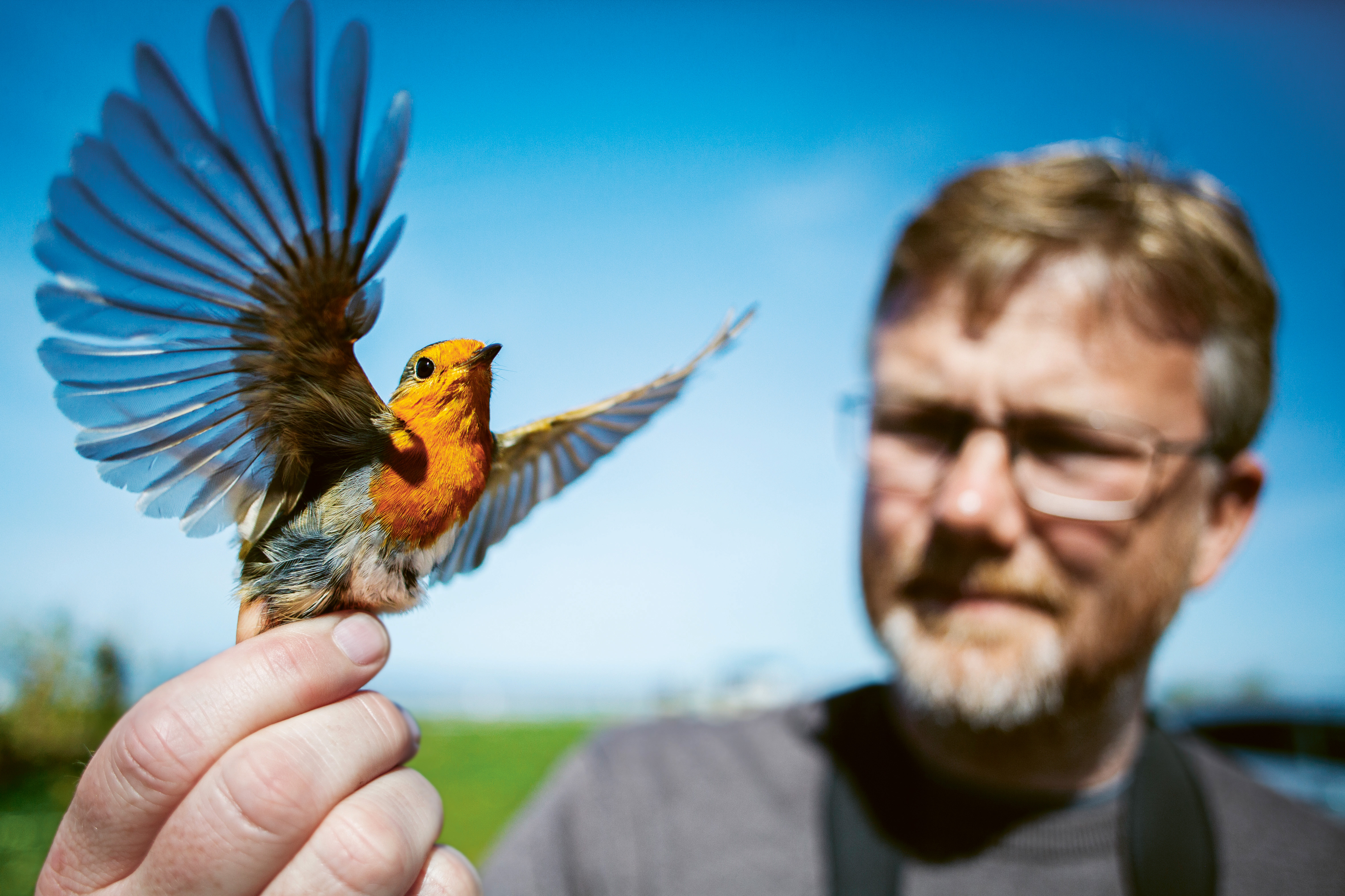 Magnus Hellström håller i en rödhake.
