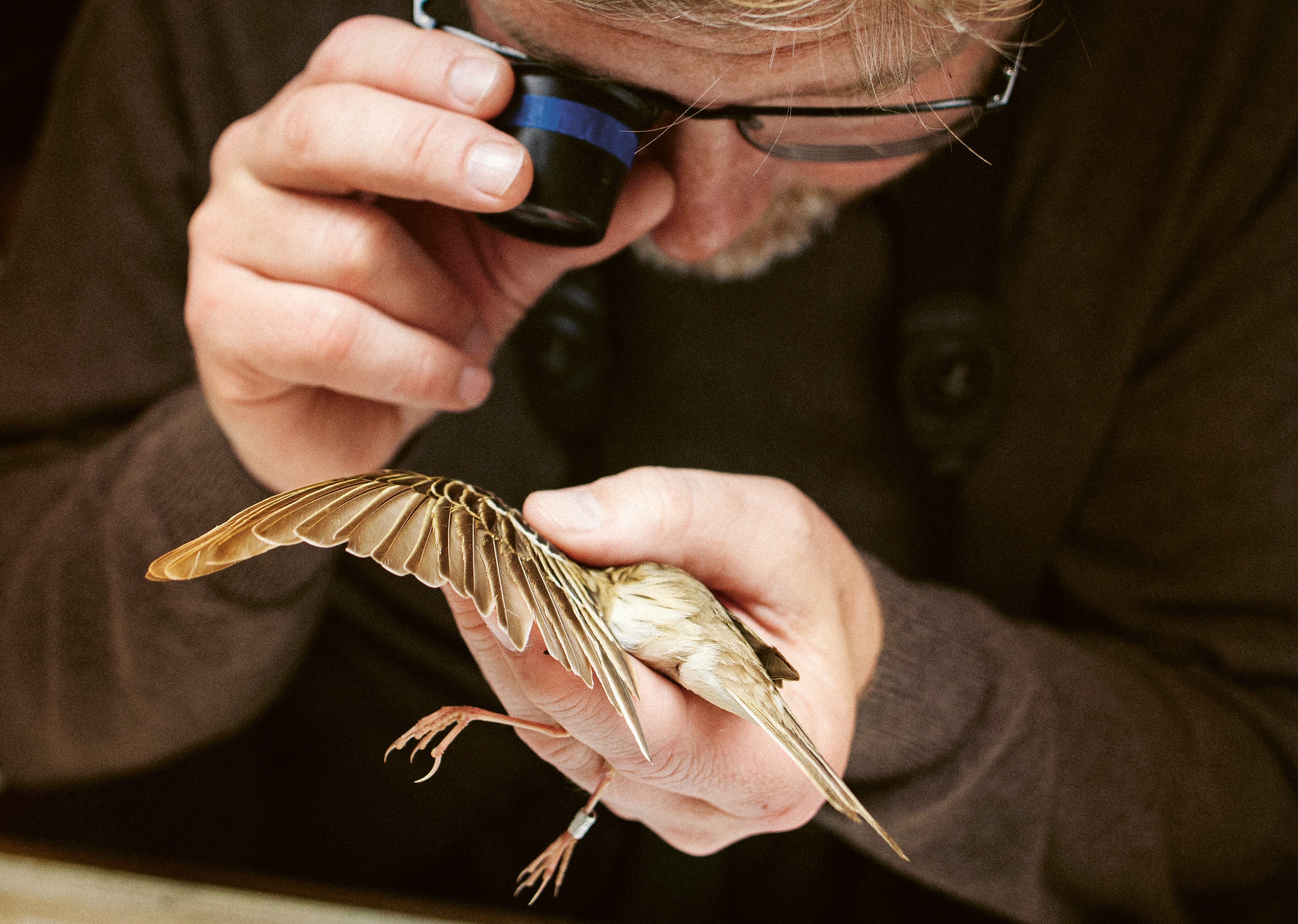 Man studerar fjäderdräkt med lupp