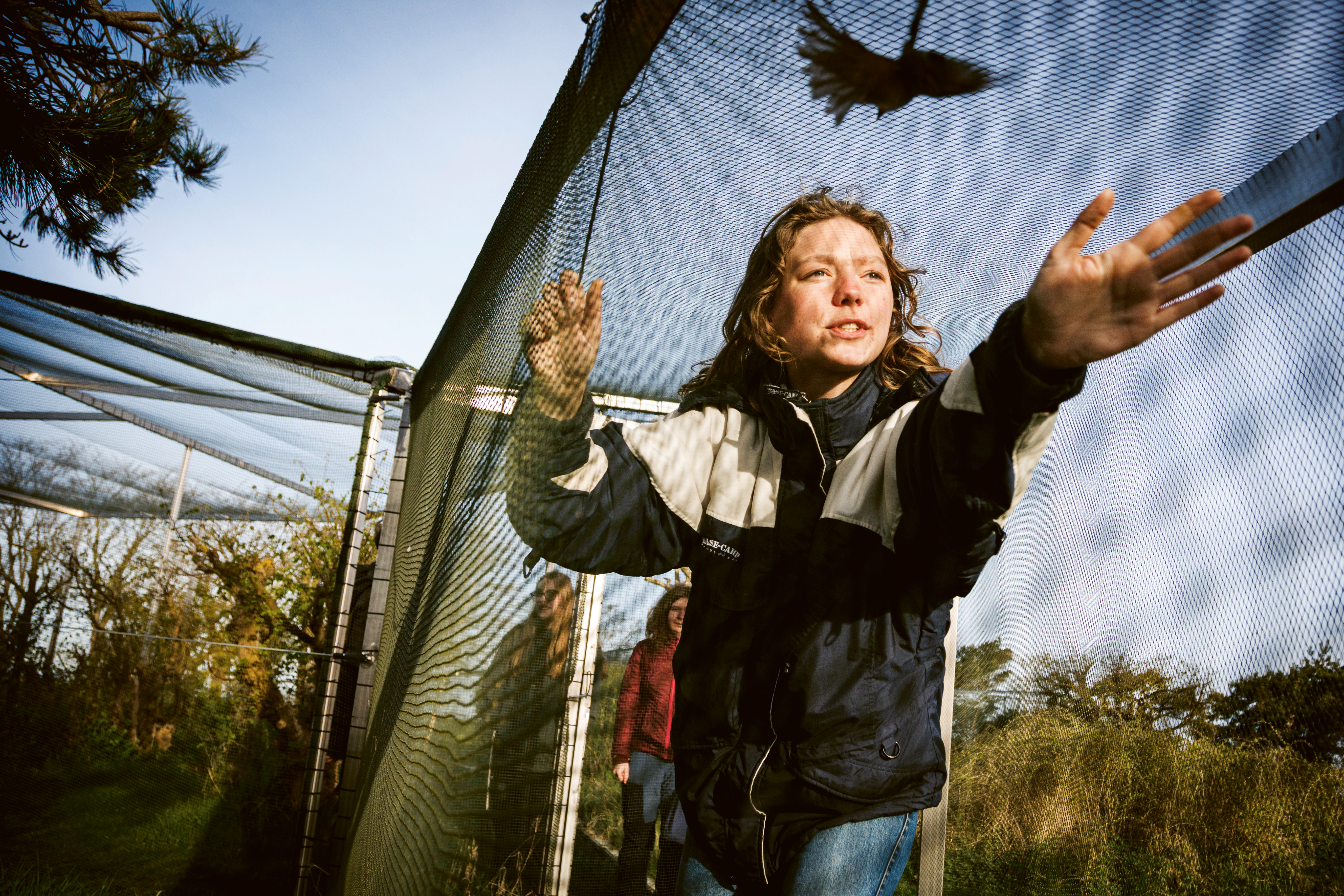 Ringmärkare fångar fåglar med nät inför märkning