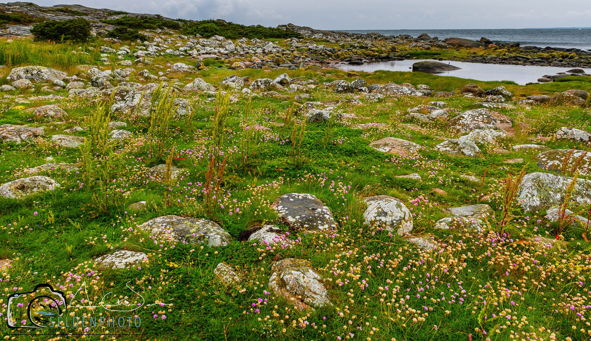 Blommor och sten på ljunghed vid kusten.