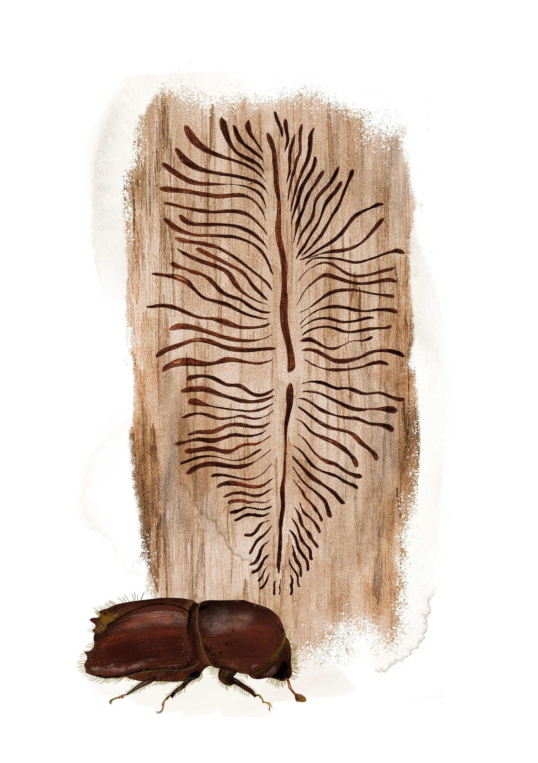 Illustration av granbarkborre som gjort spår i bark.