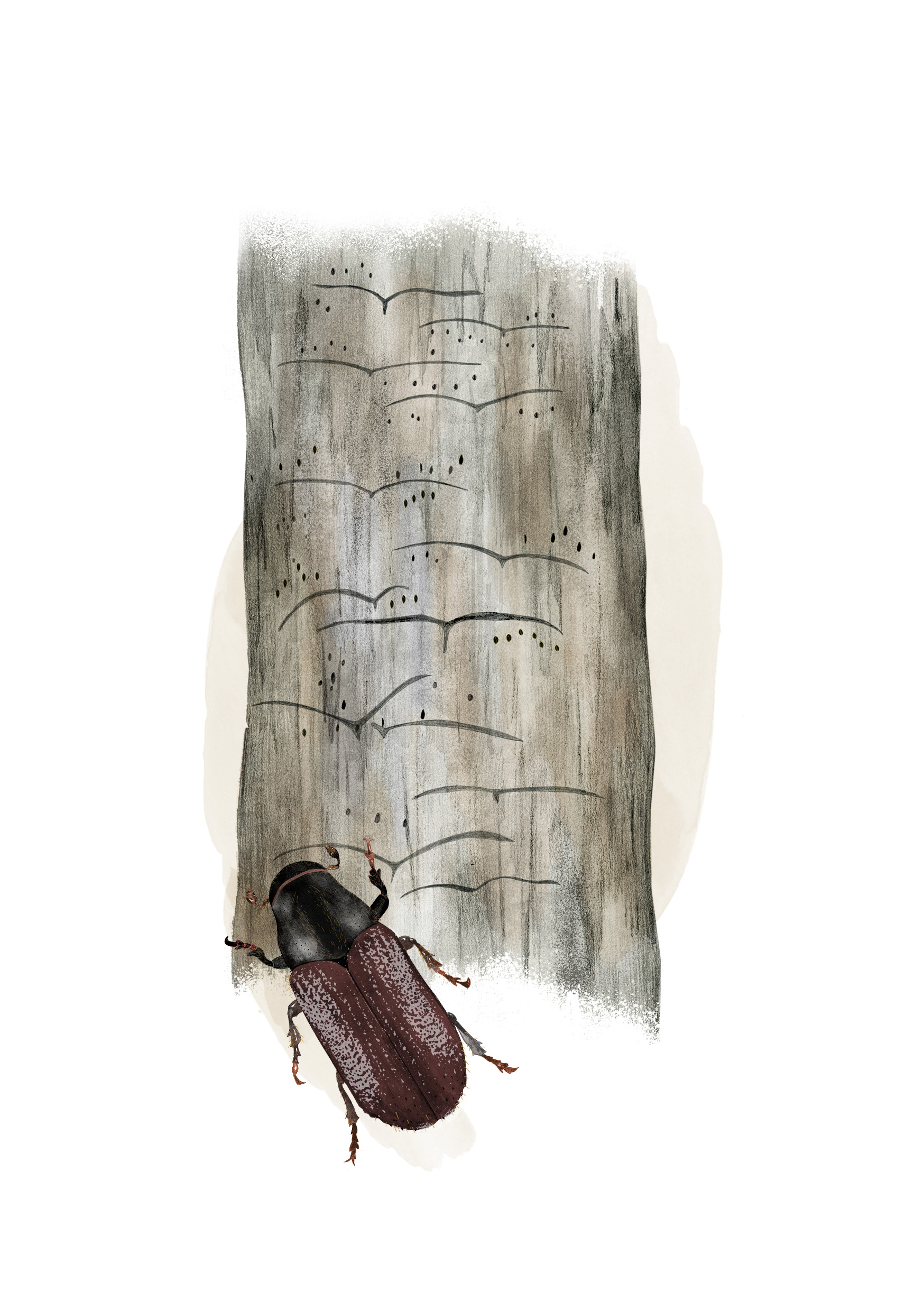 Illustration av mindre margborre med spår i barken