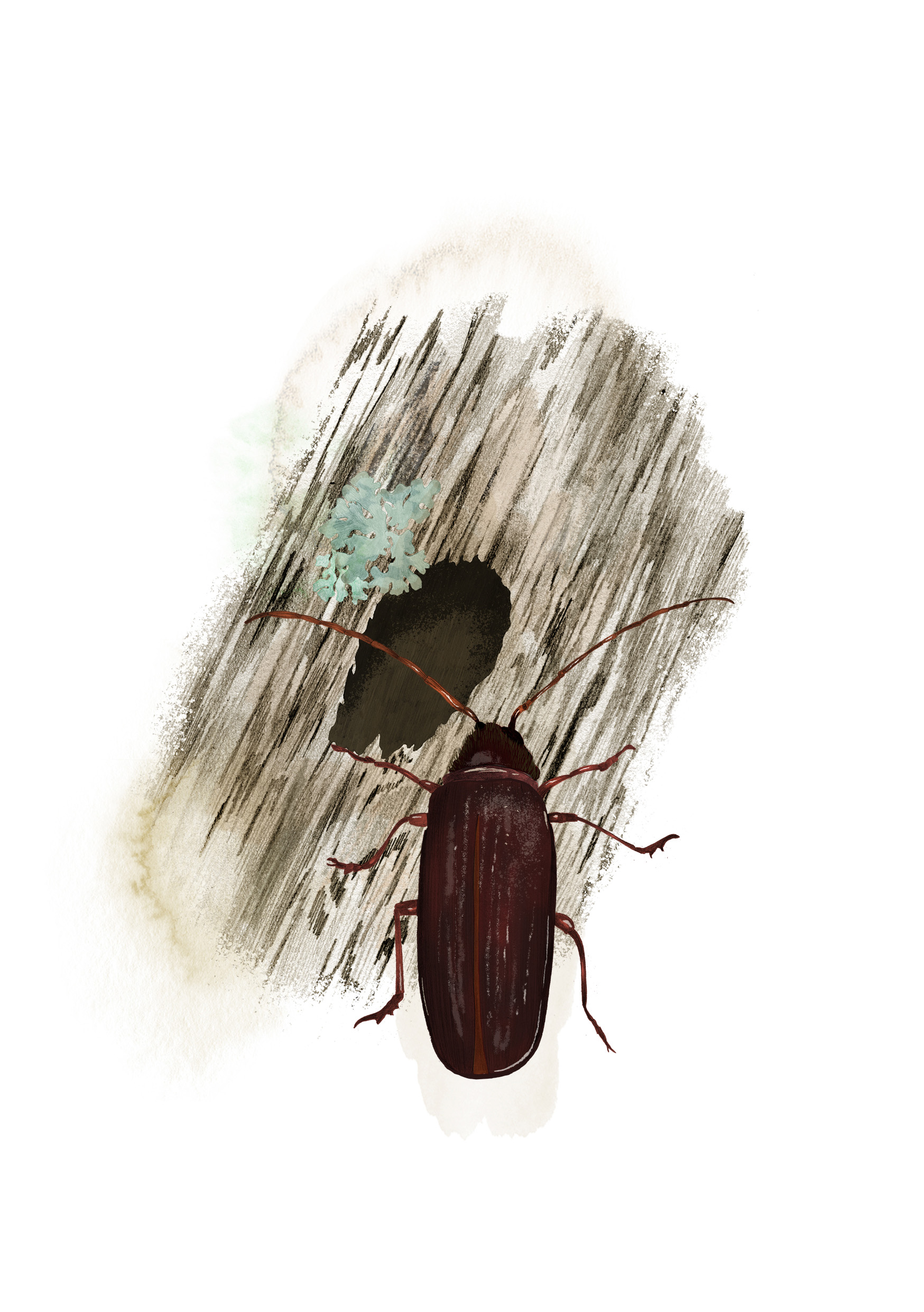 Illustration raggbock med spår i bark.