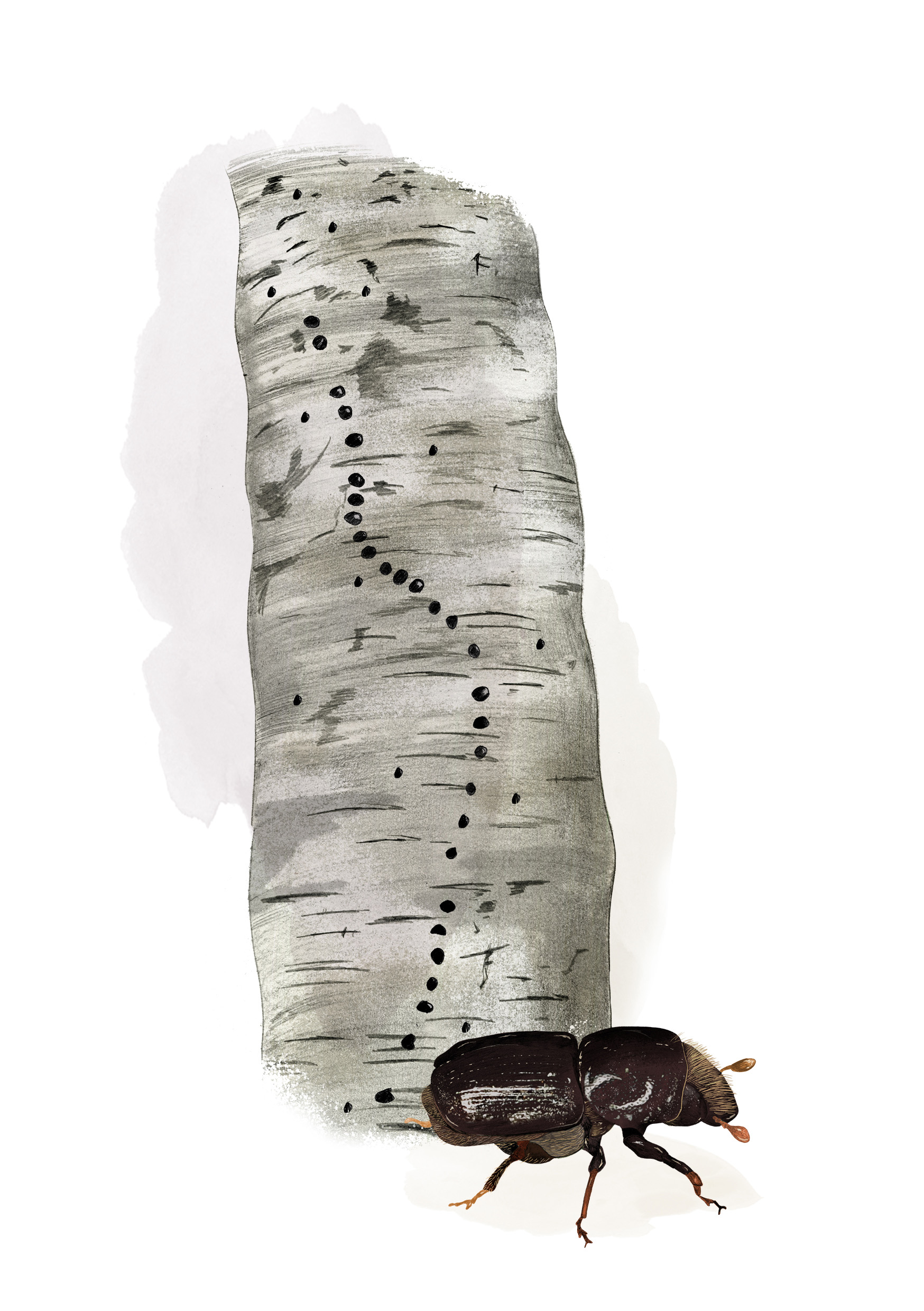 Illustration av björksplitborren med spår i barken