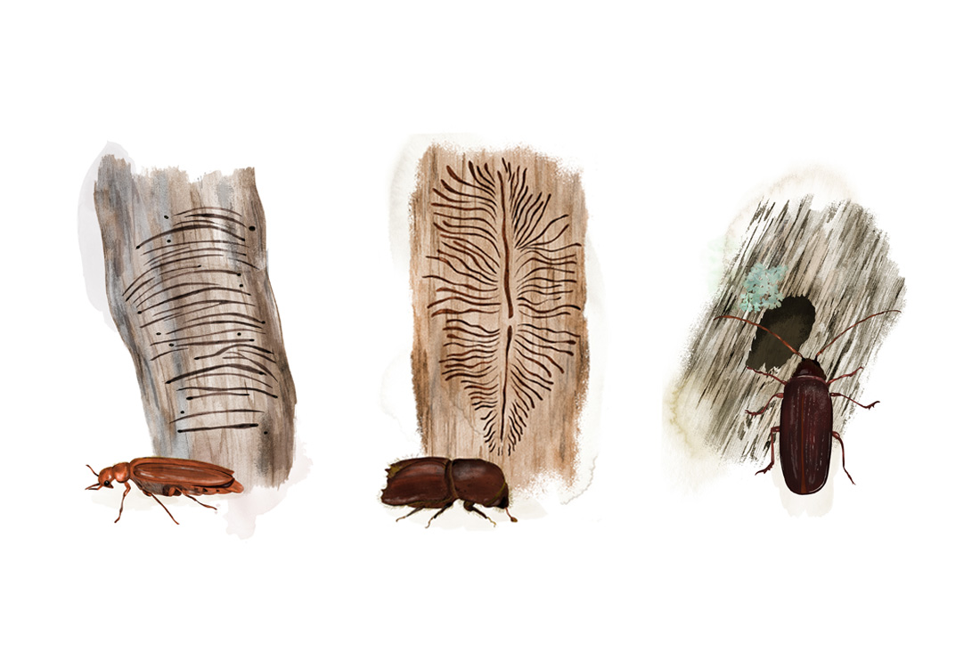Illustration skalbaggar som gör spår i träd.