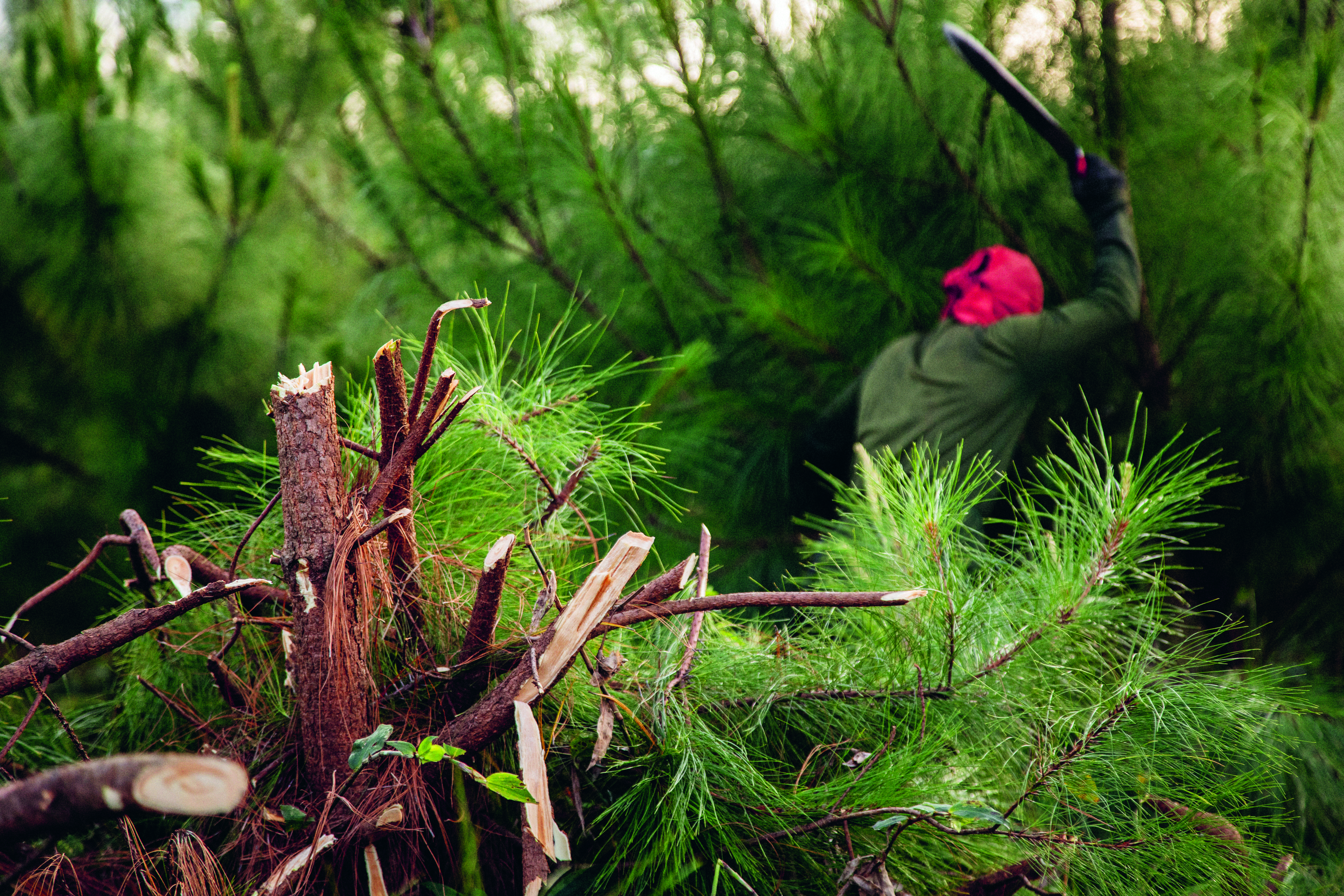 Man med machete hugger ned träd.