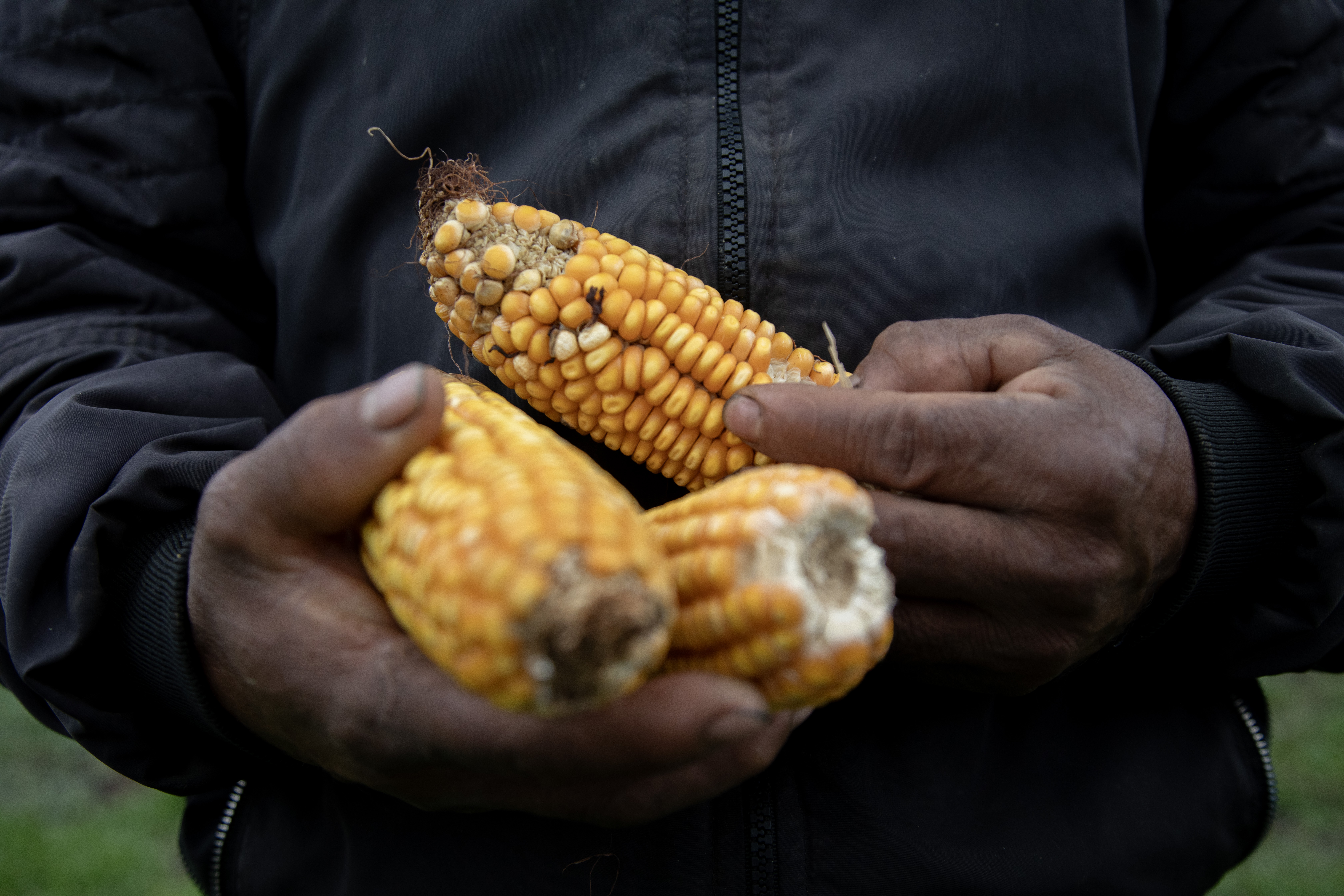 Händer med majs.
