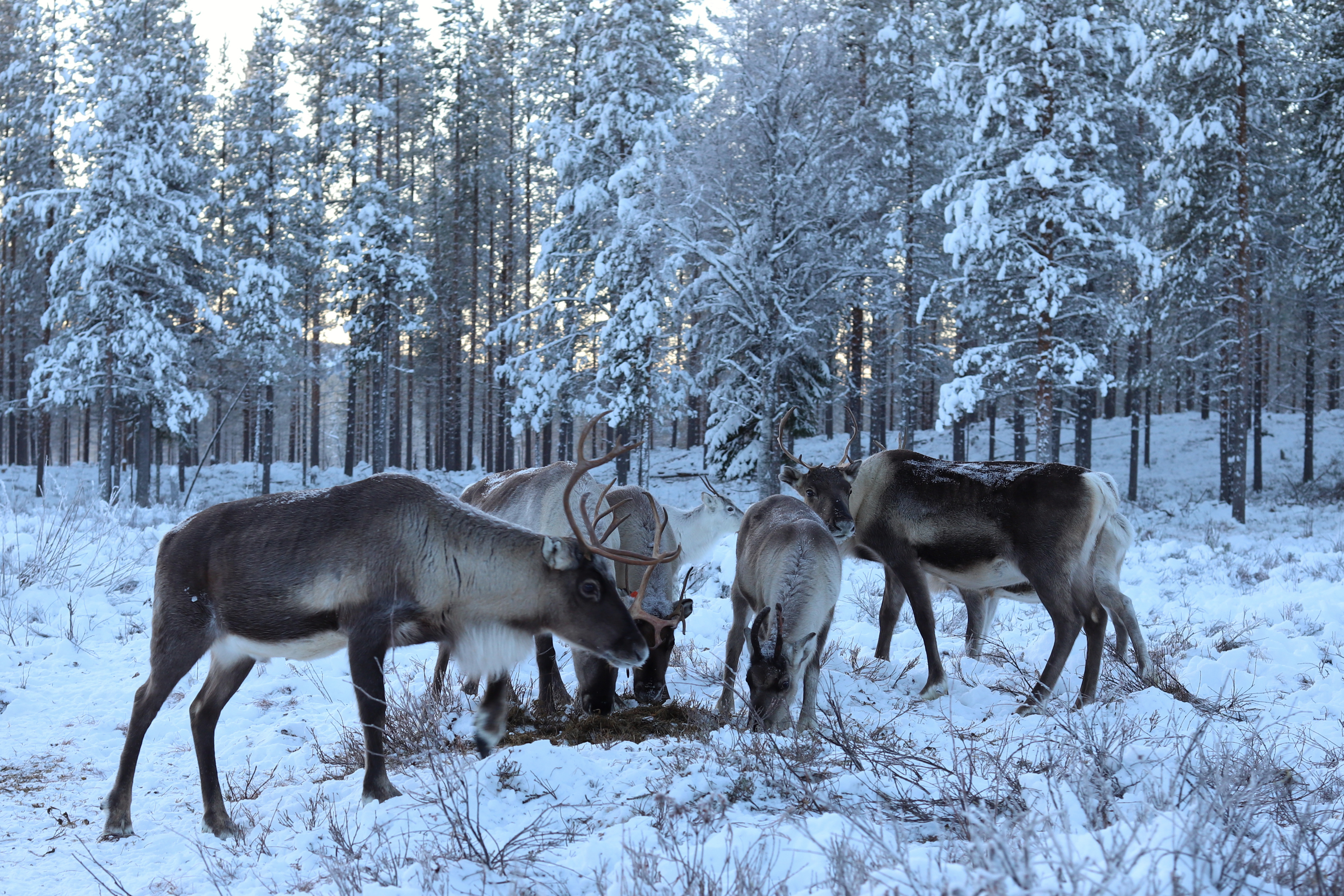 Renar som äter foder i snö.