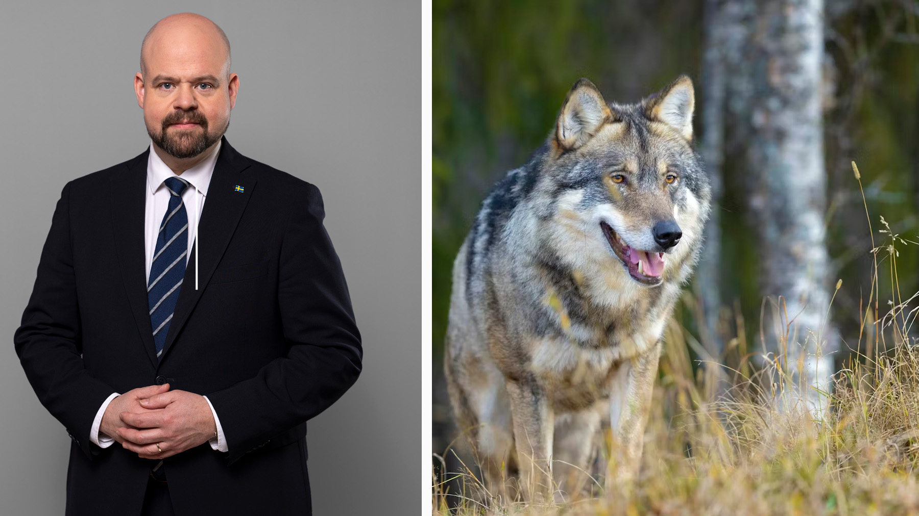Landsbygdsminister Peter Kullgren och en varg