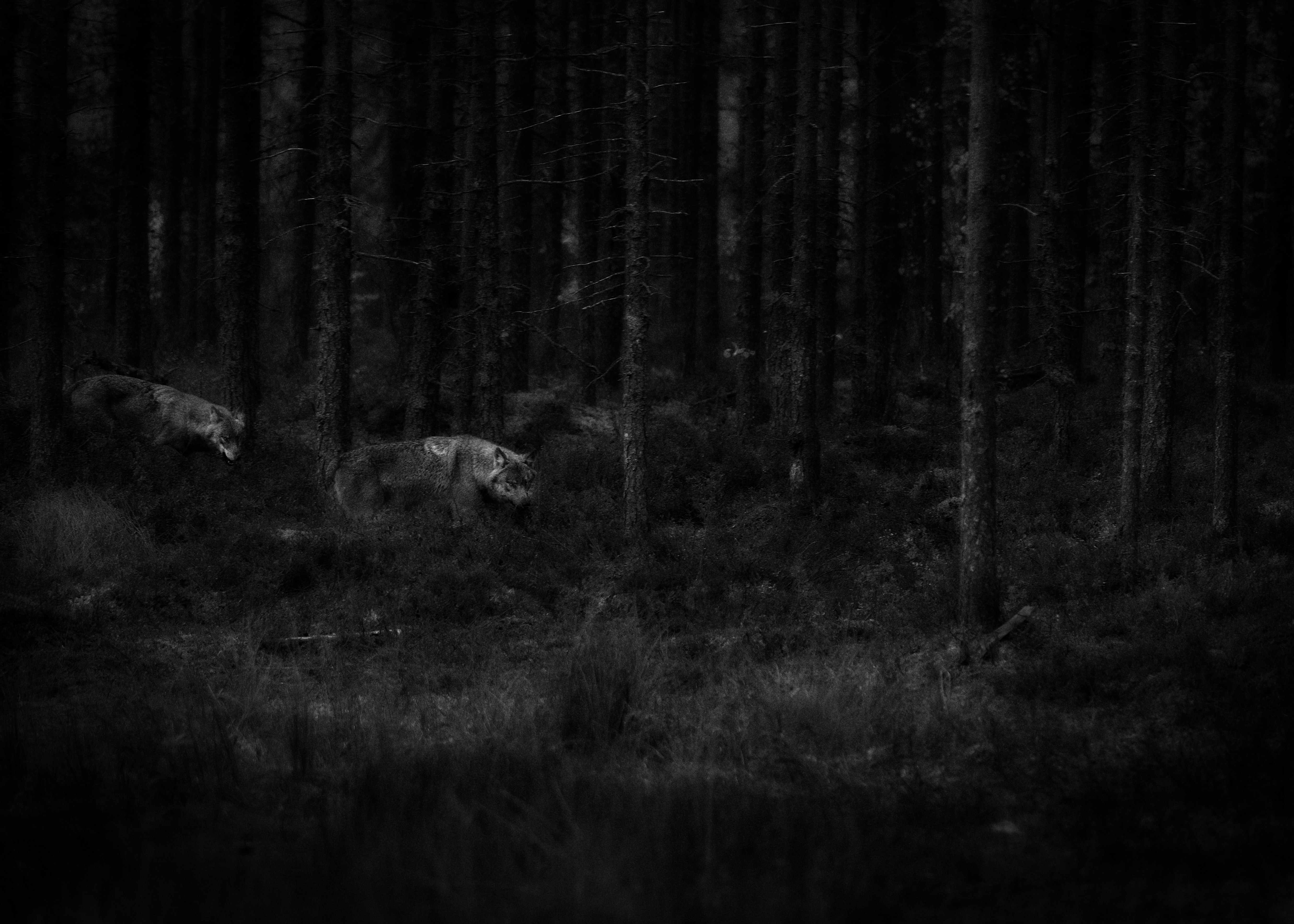 Svartvit bild med vargar i skogen.