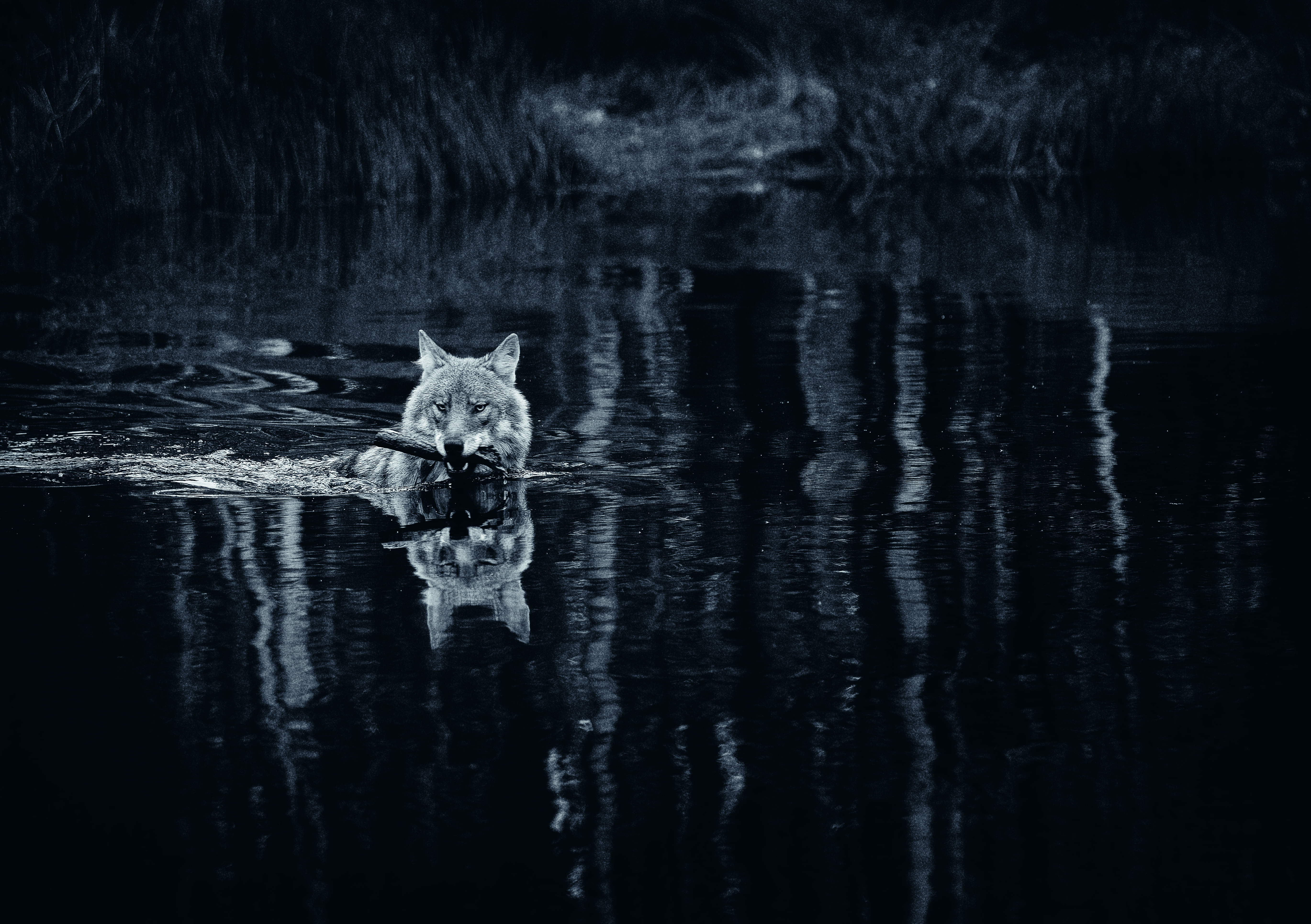 Varg i sjö med pinne i mun.