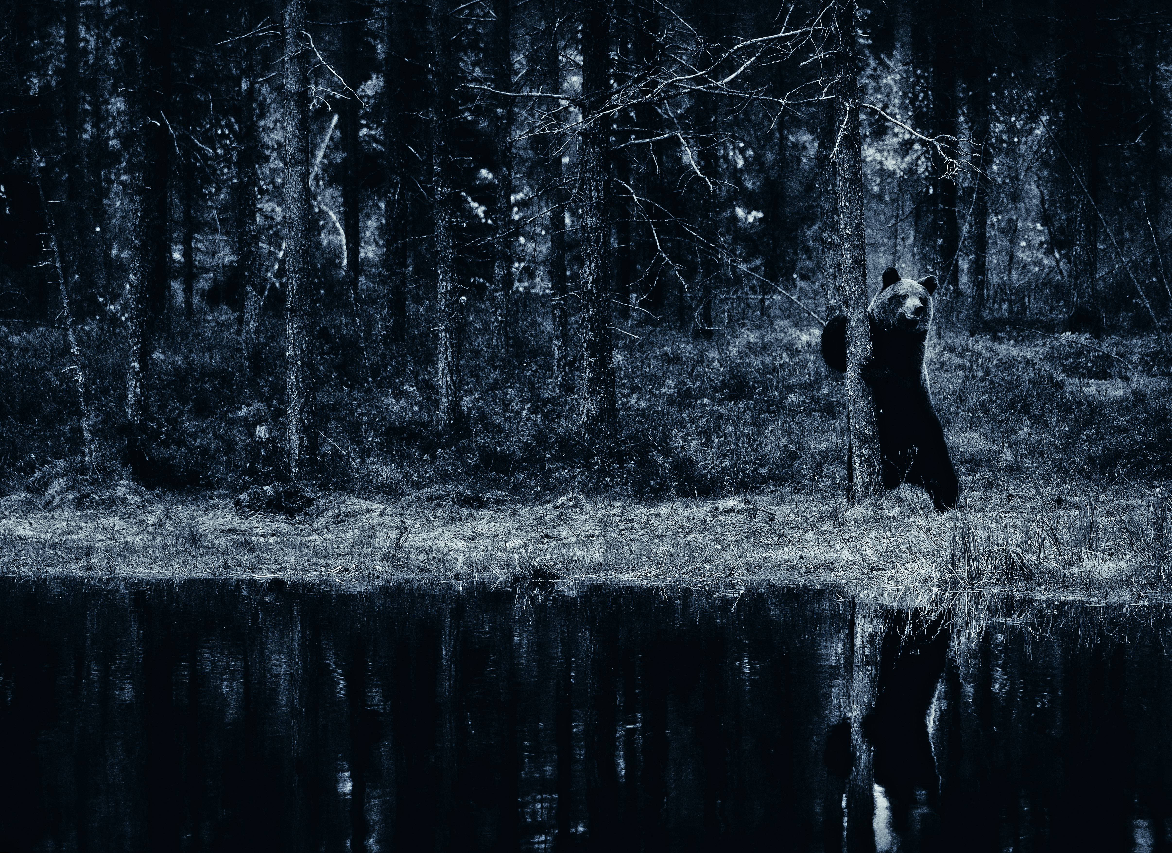 Stående björn i skogen