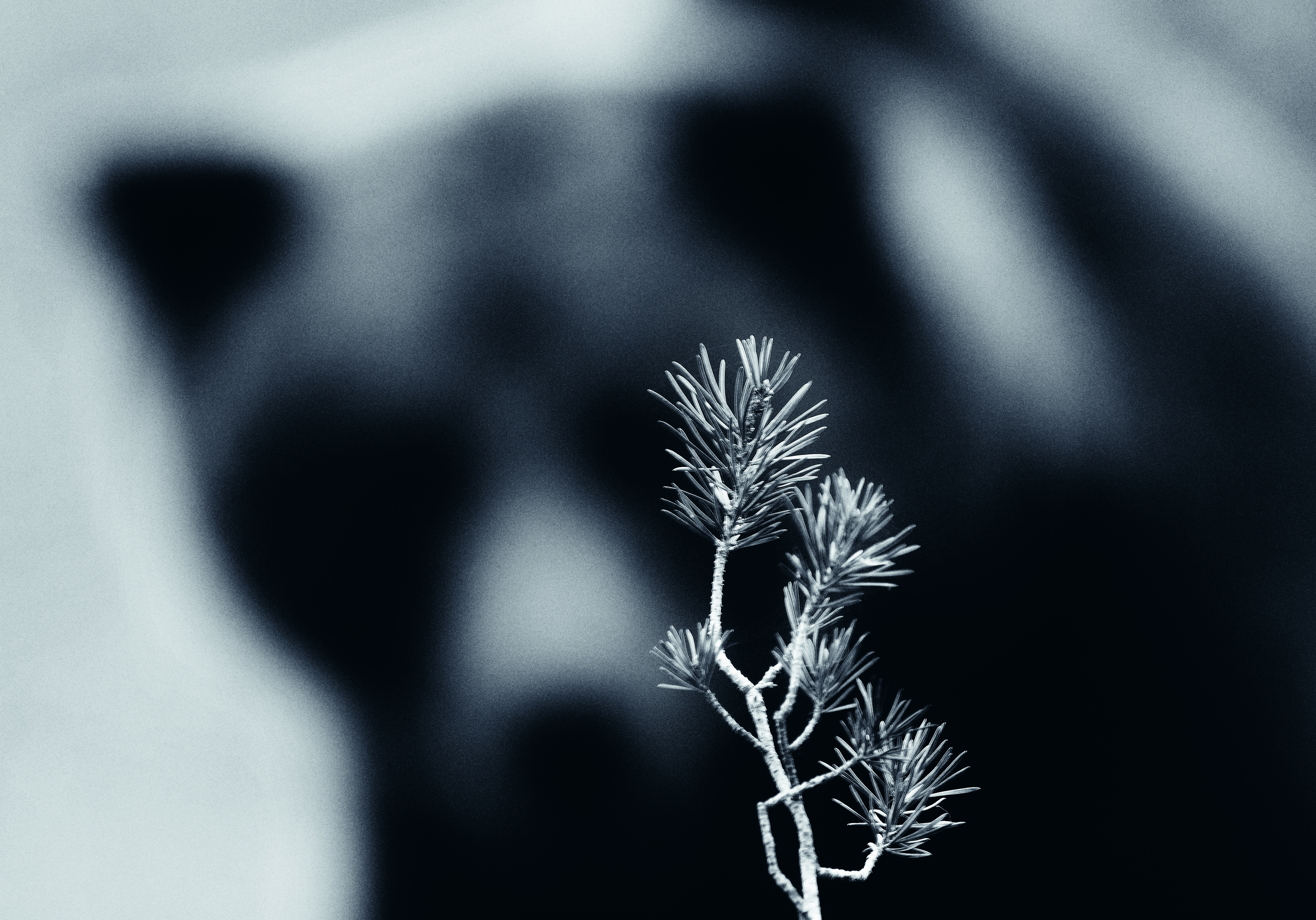 Björn tittar på tallskott