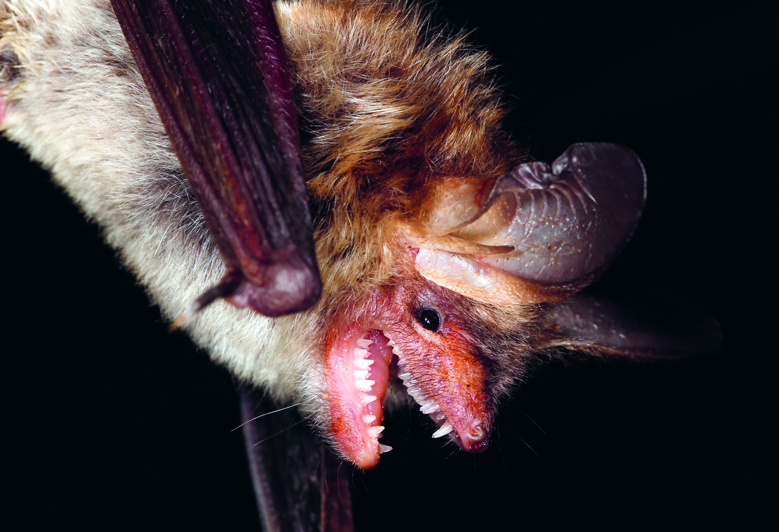 Fladdermus med öppen mun.