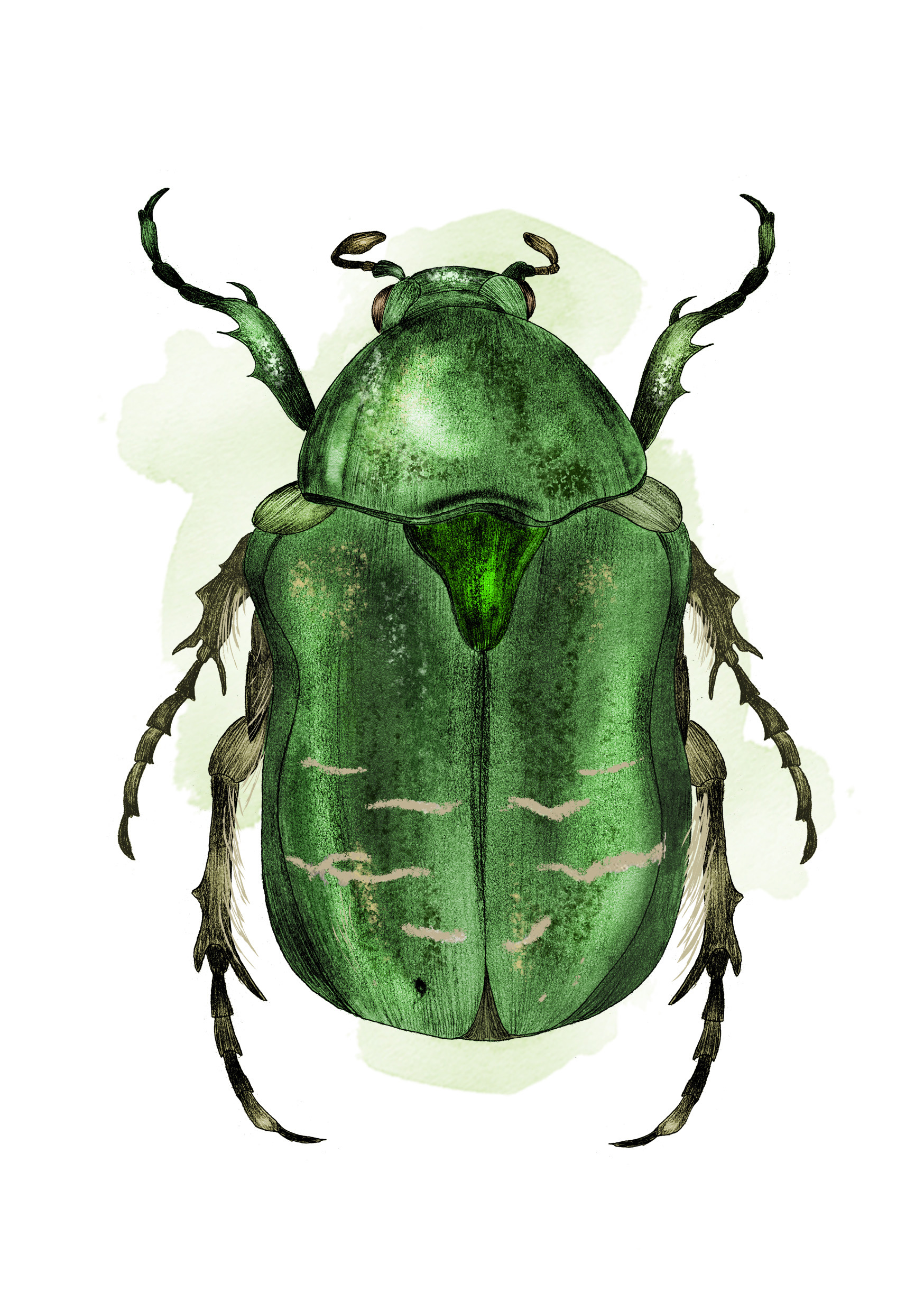 Illustration gräsgrön guldbagge.