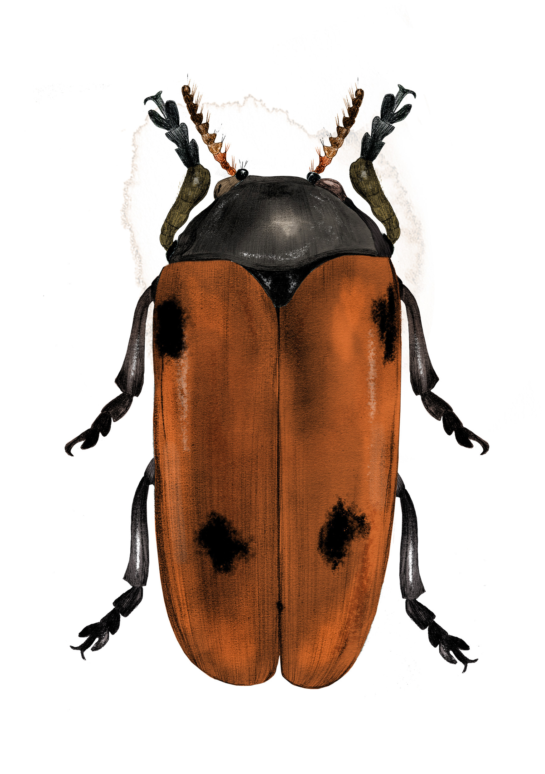 Illustration myrsäcksbagge