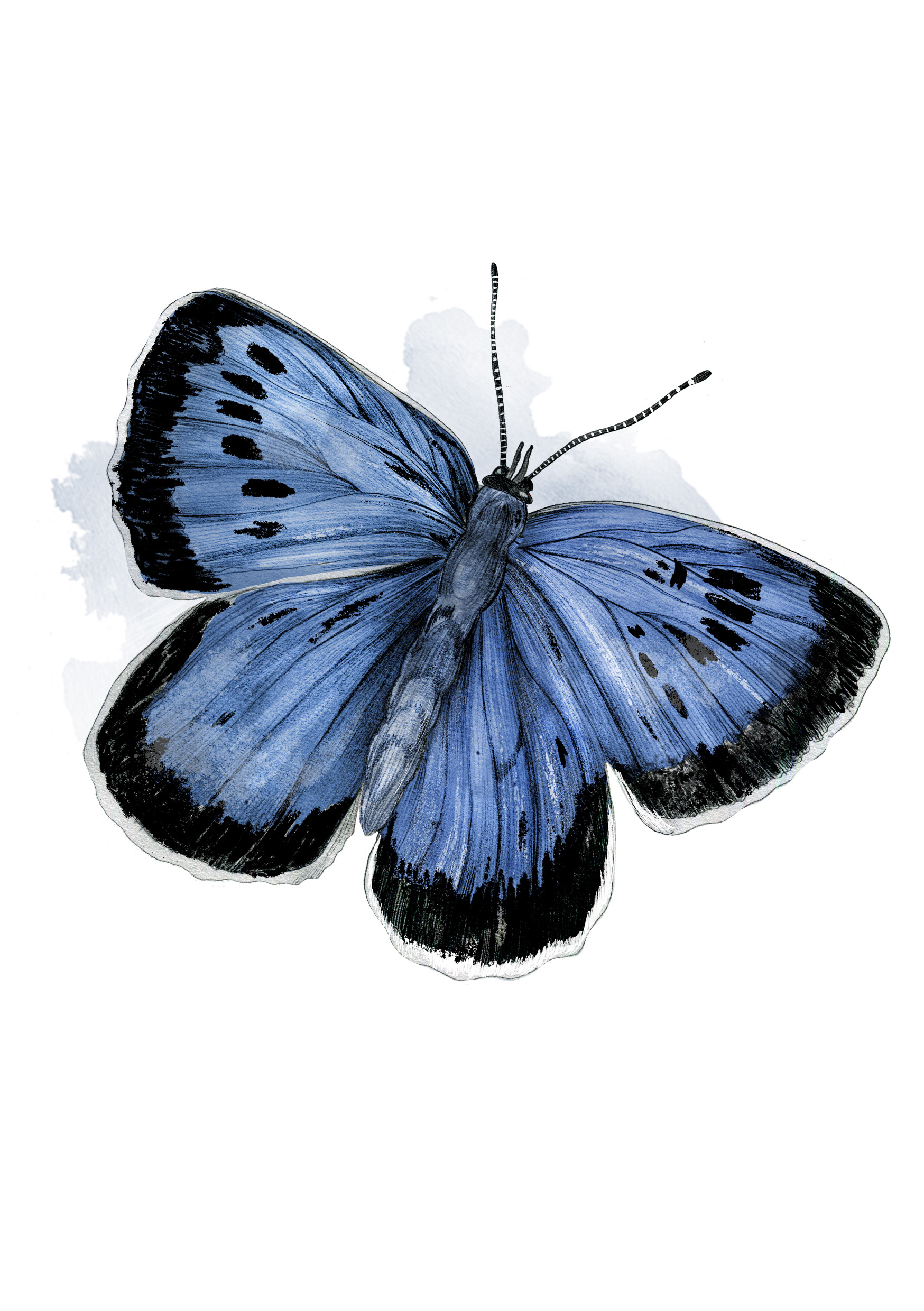 illustration svartfläckig blåvinge
