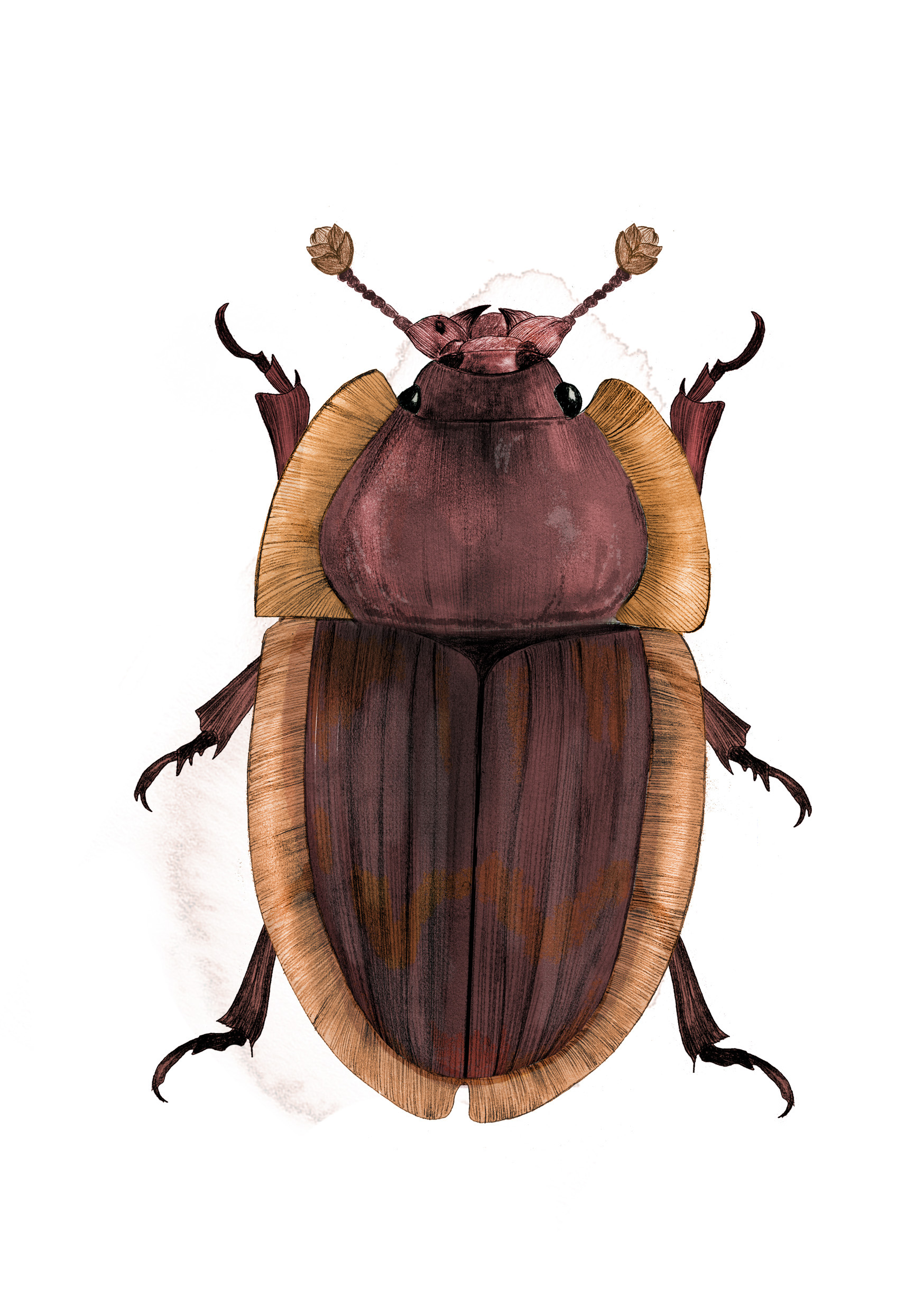 Illustration glansbagge