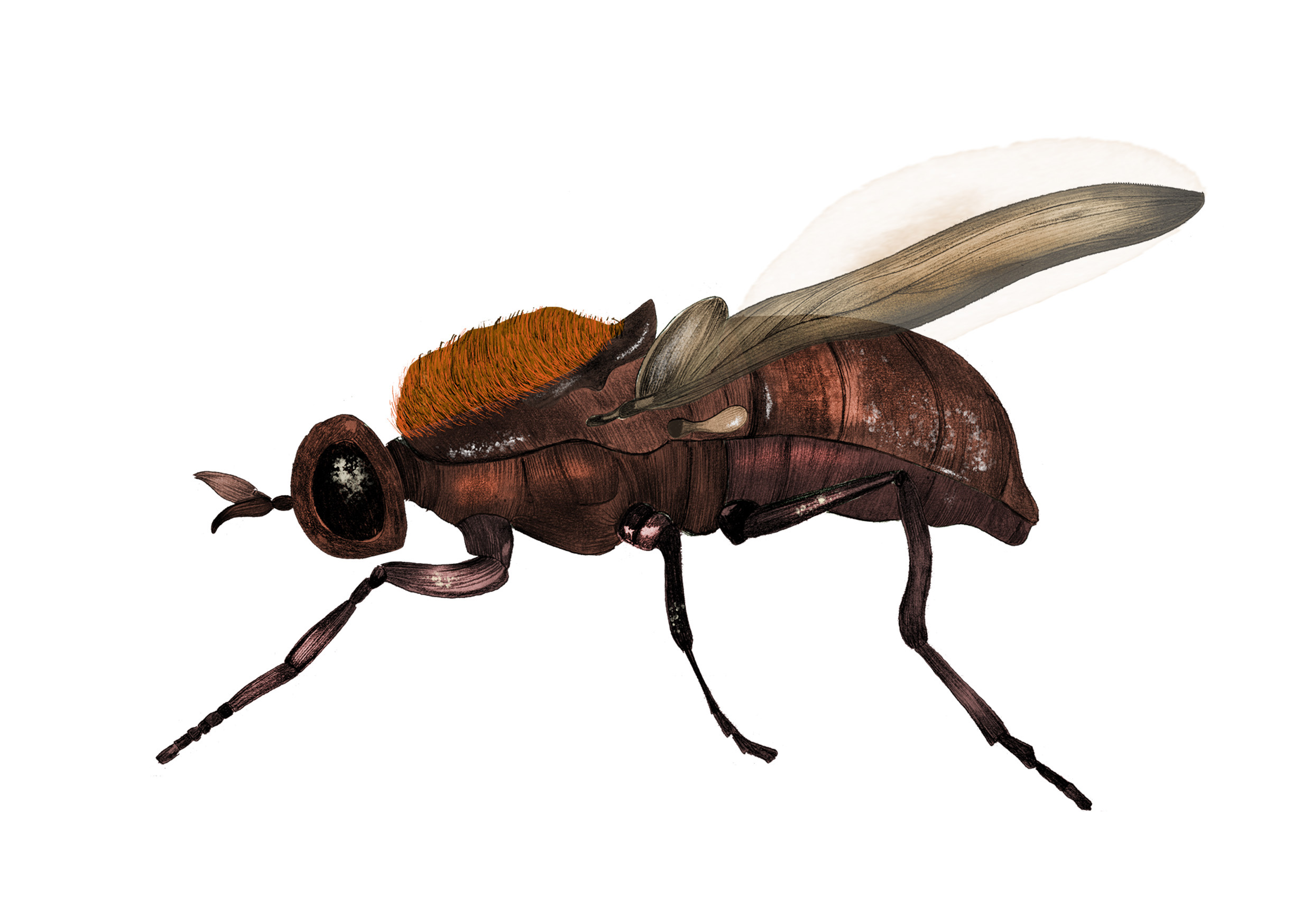 Illustration myrvapenfluga