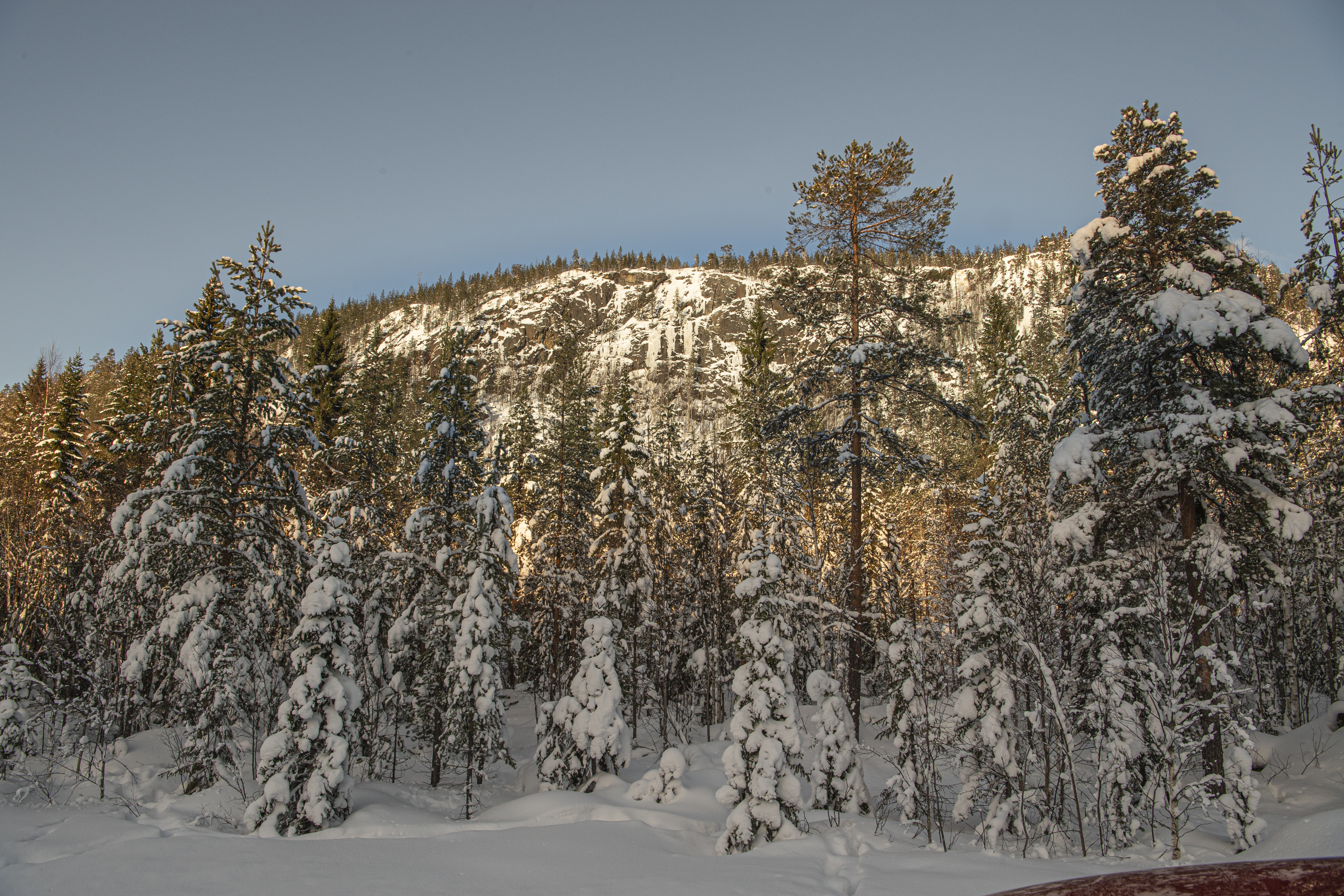Snöiga tallar vid bergssluttning.