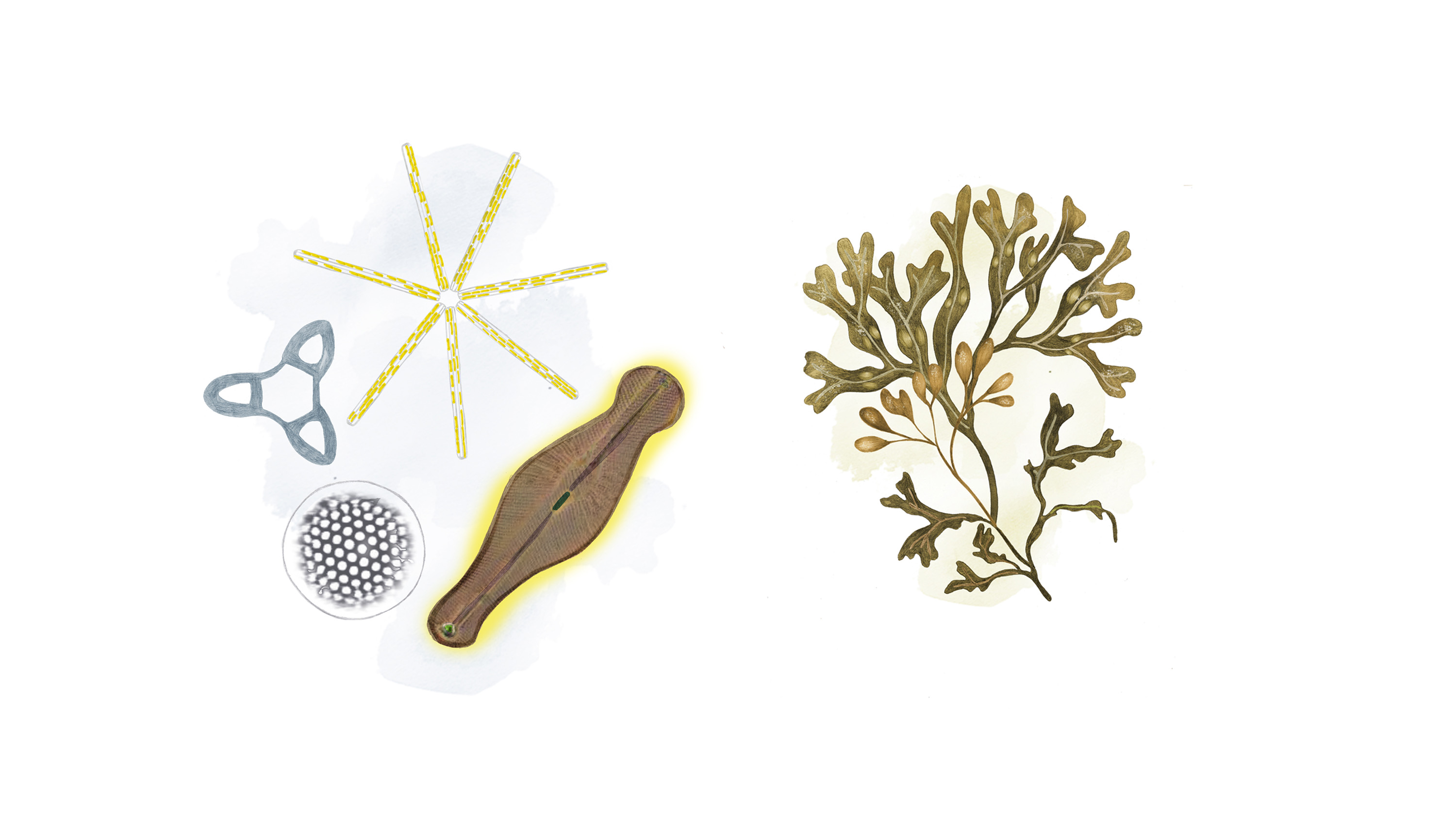 Illustration av kiselalger och blåstång