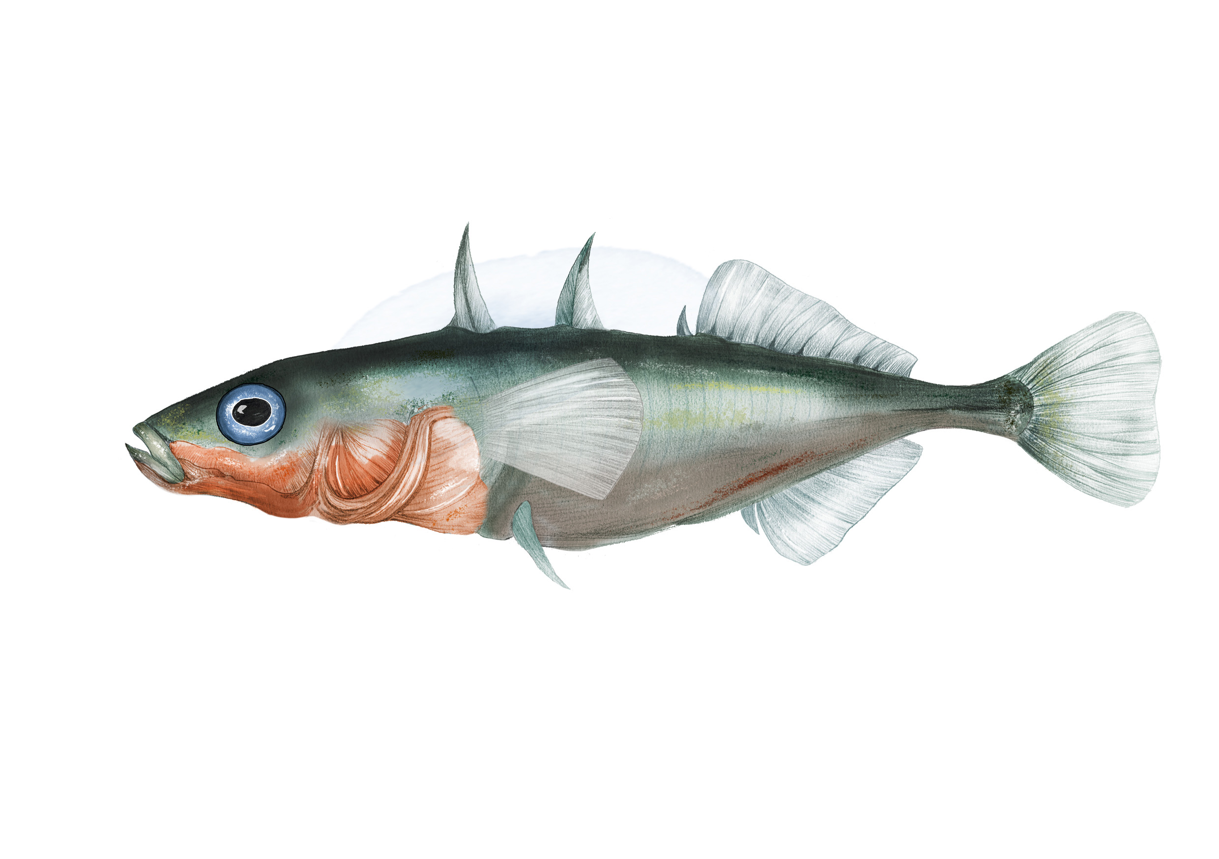 Illustration av en storpiggshane.