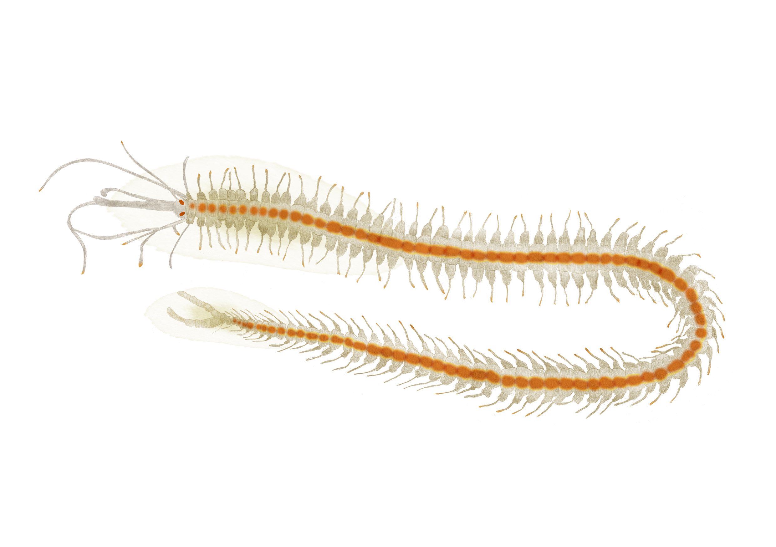 Illustration rödbandstågmask.