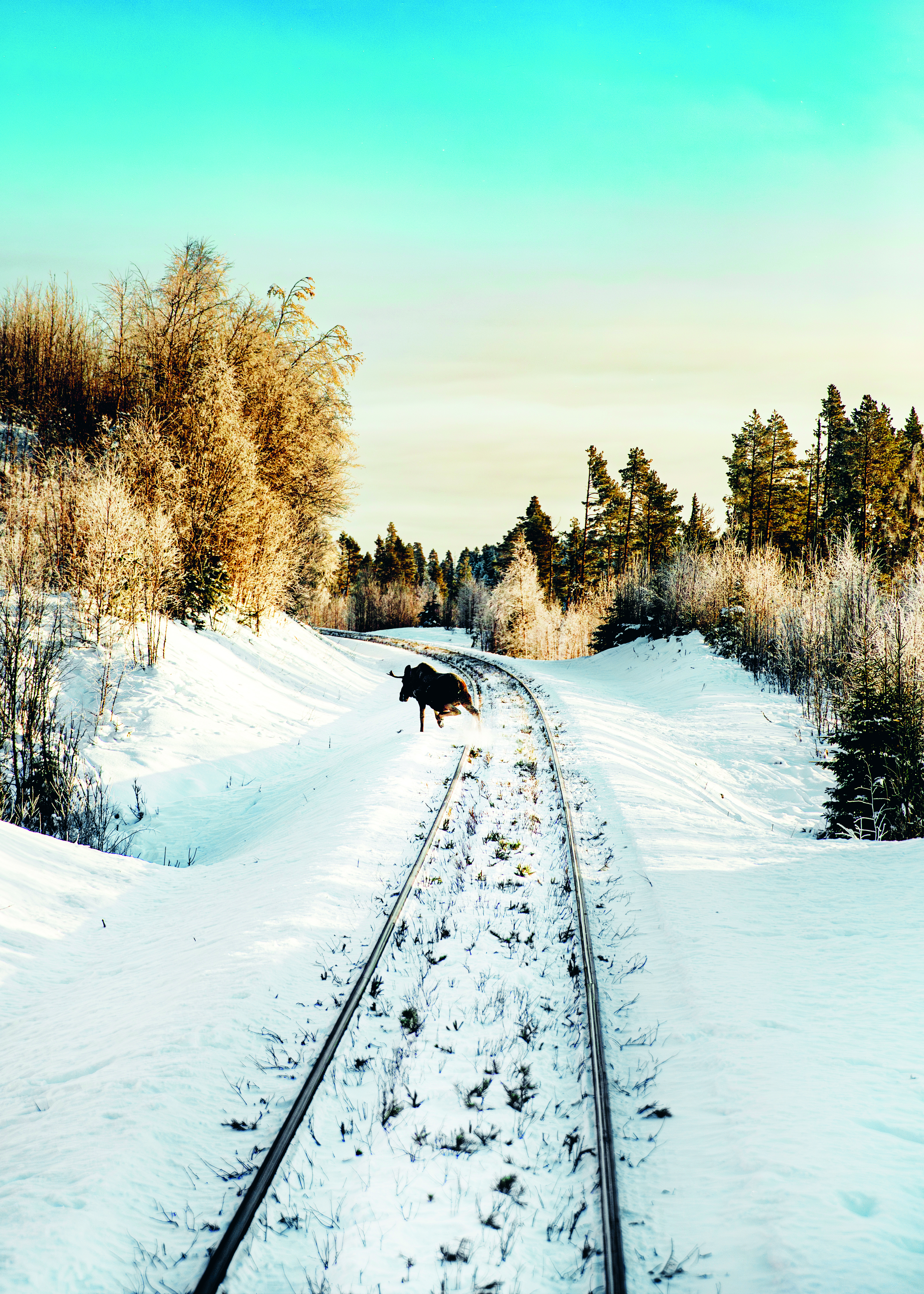 Älg på järnvägsspår.