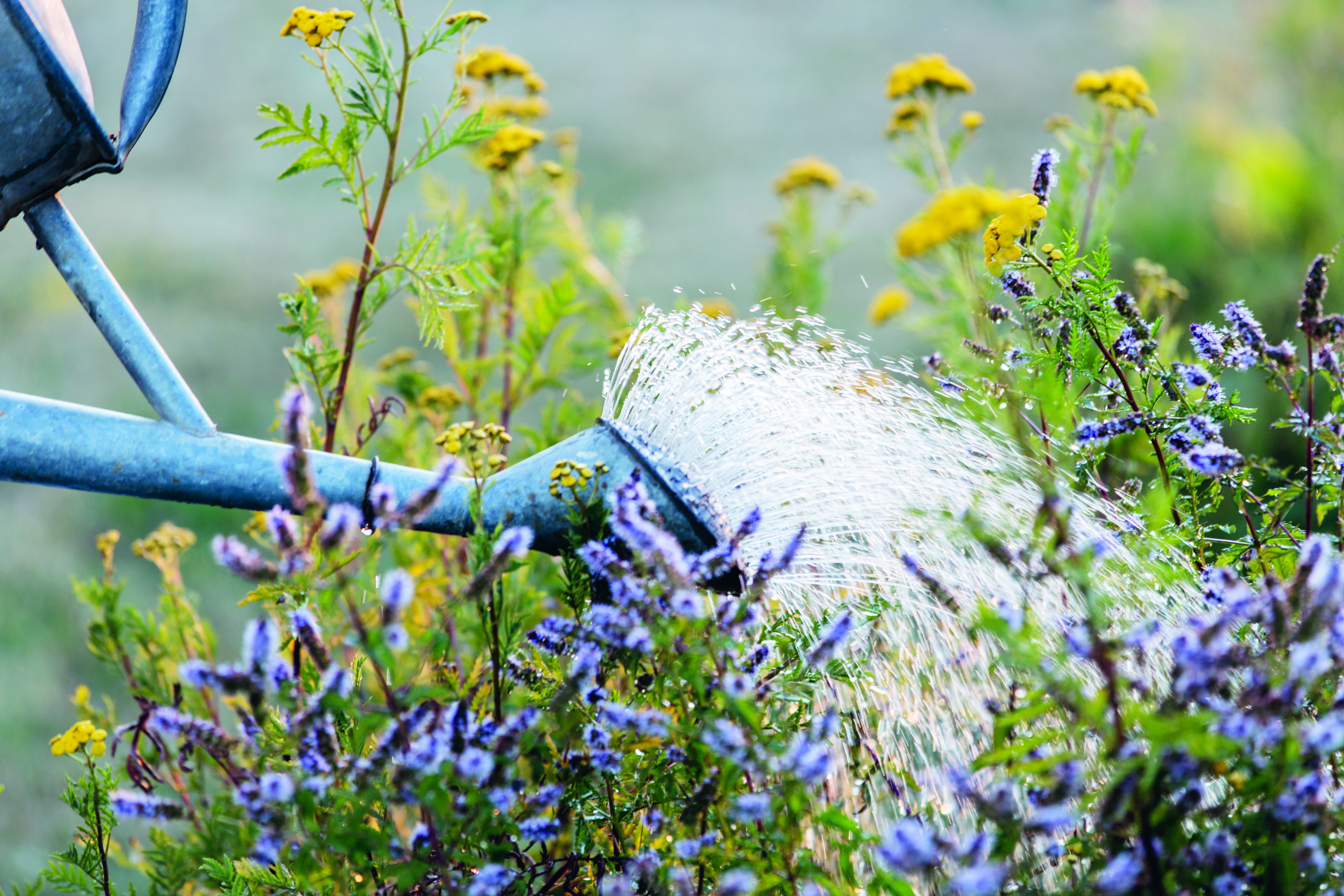 En vattenkanna i metall som vattnar lila och gula blommor i en trädgård.