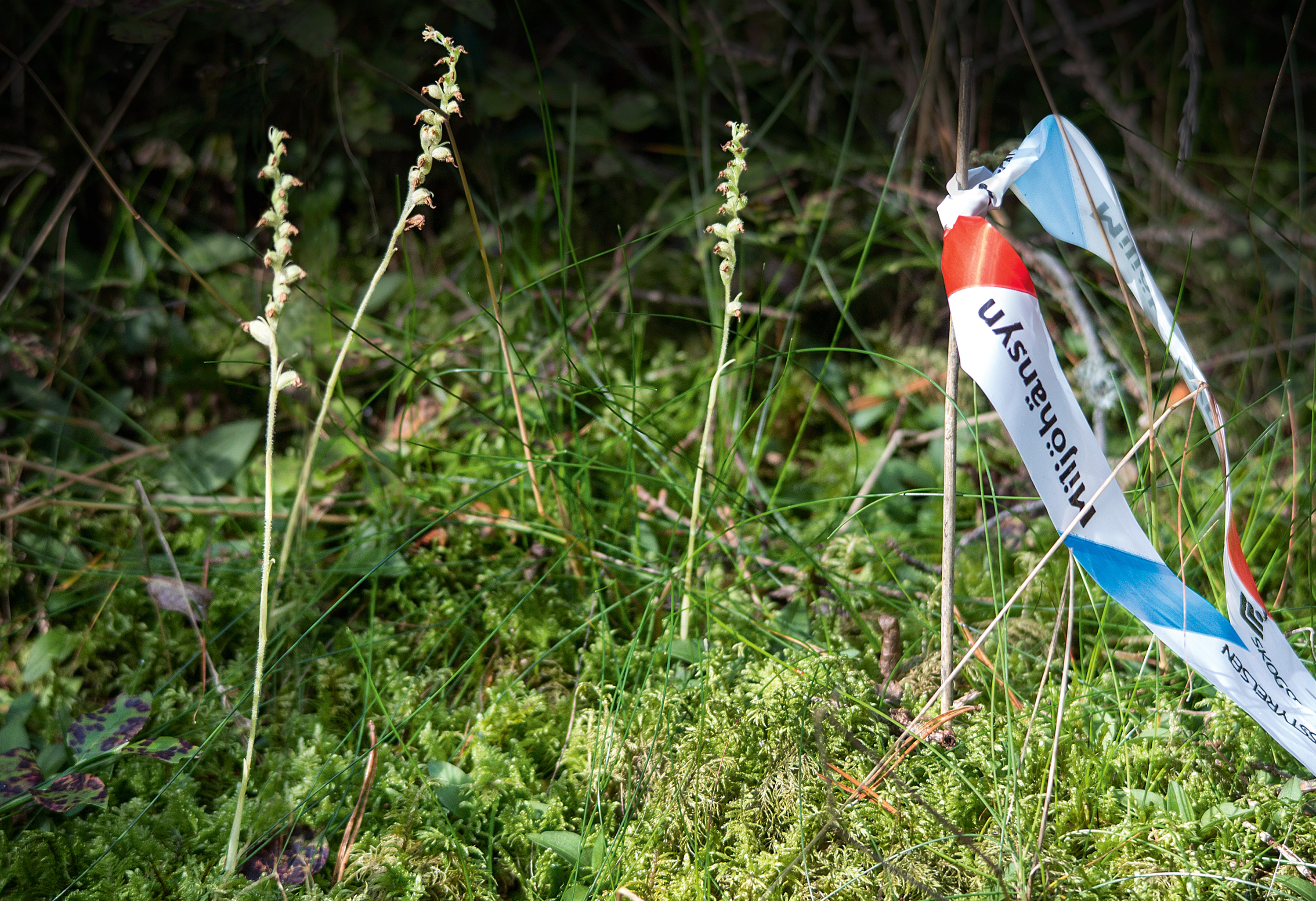 Knärot och snitsel i skogen