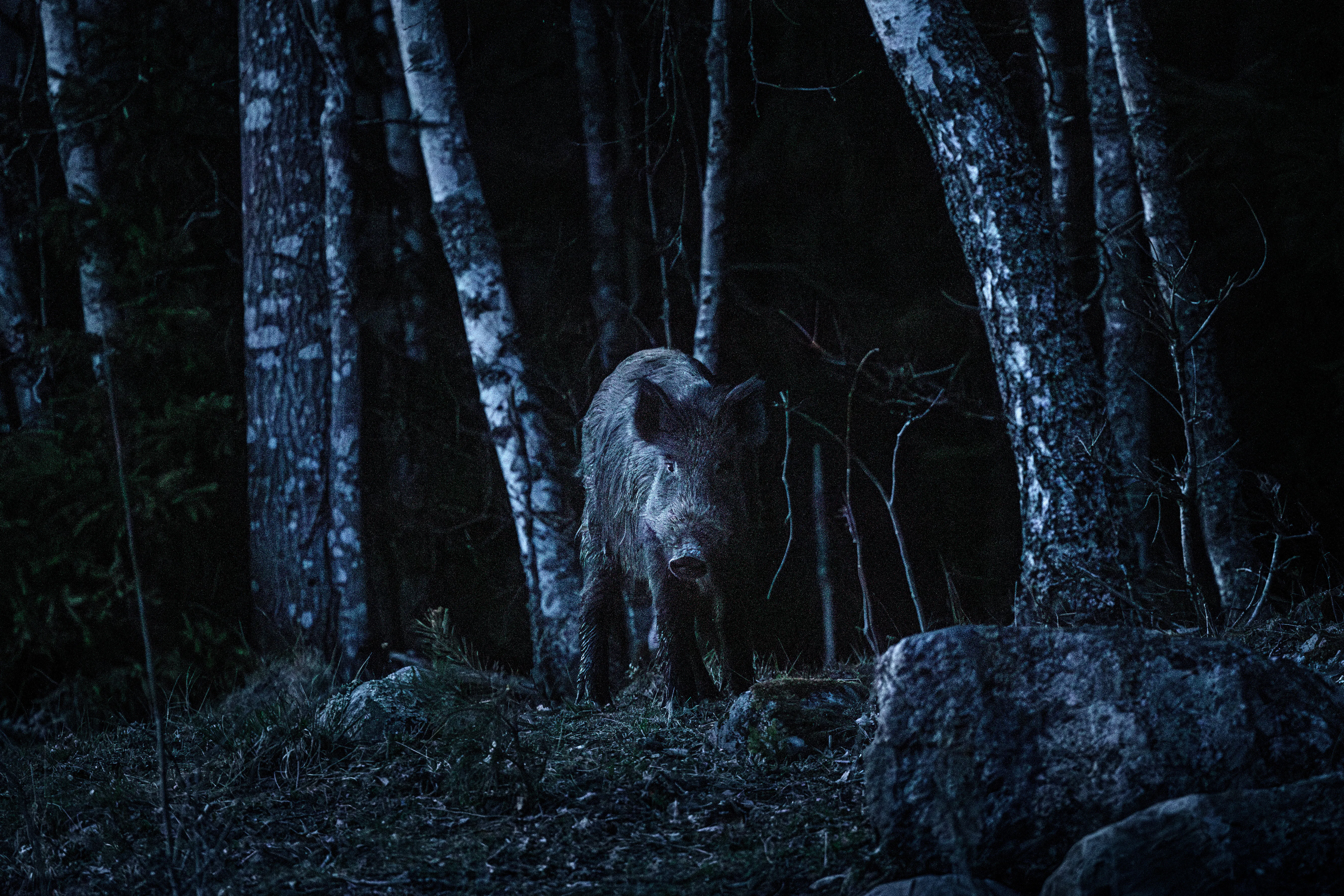 Ett vildsvin står på marken i en skog på natten, omgivet av björkar, i svagt ljus.