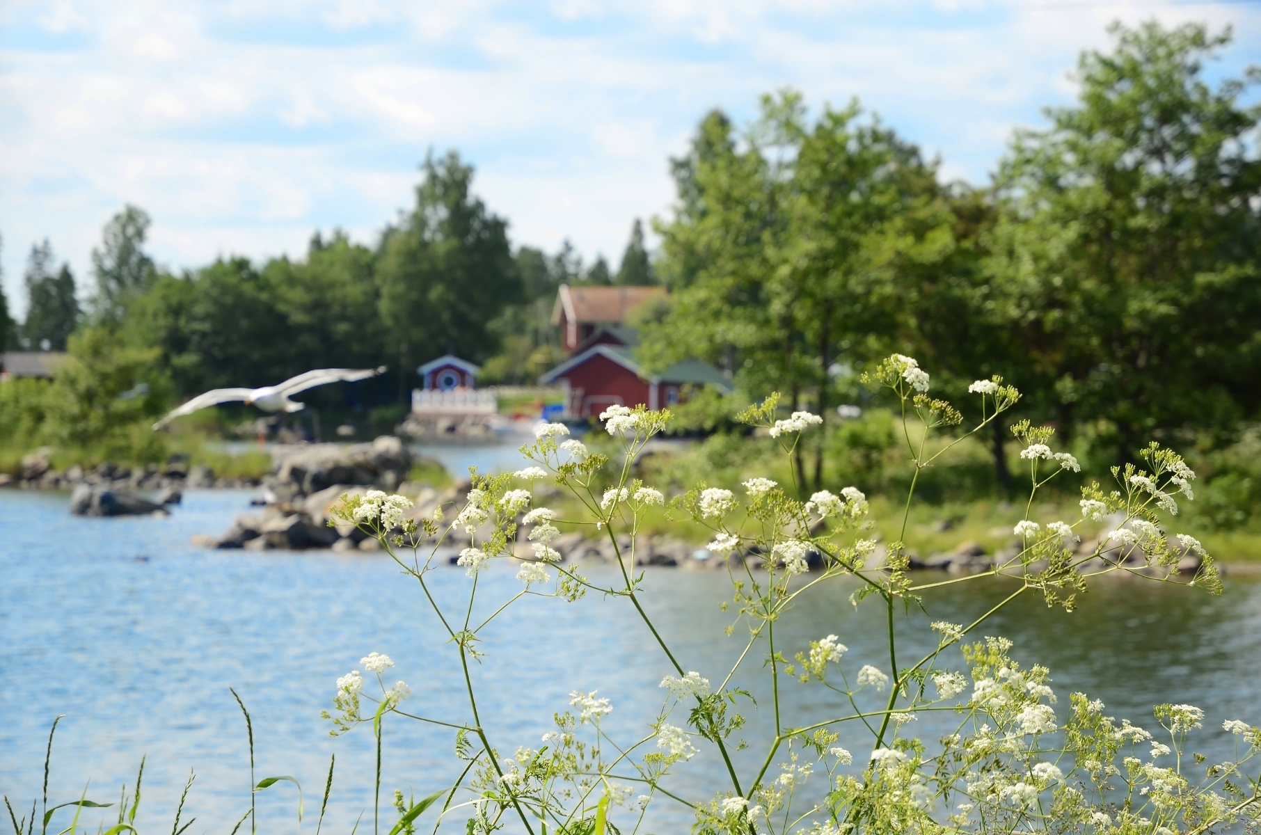 5236183-sommar-och-solsken