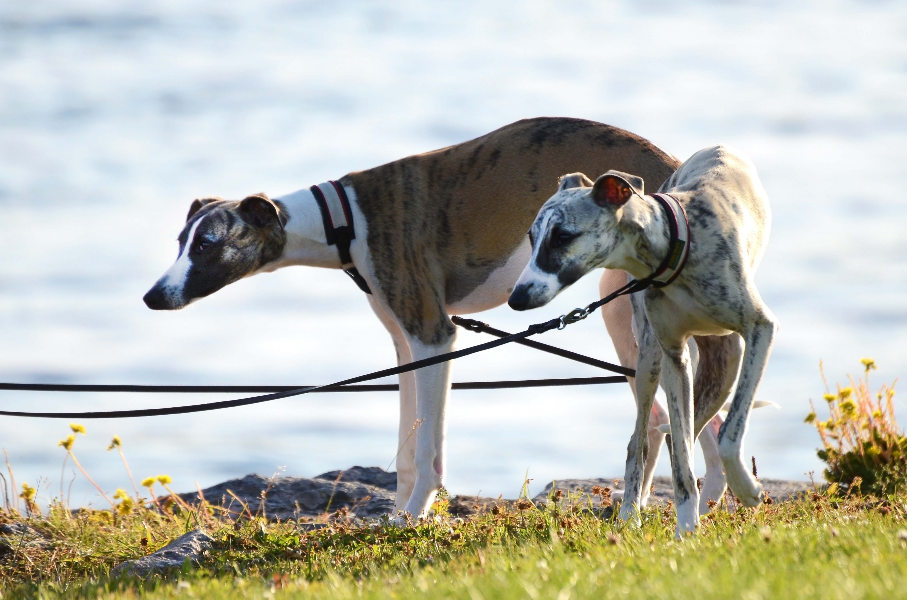 3577008-whippet