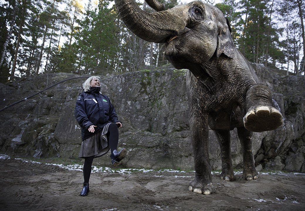 Veronica Fors med Saba, en indisk elefanthona. 