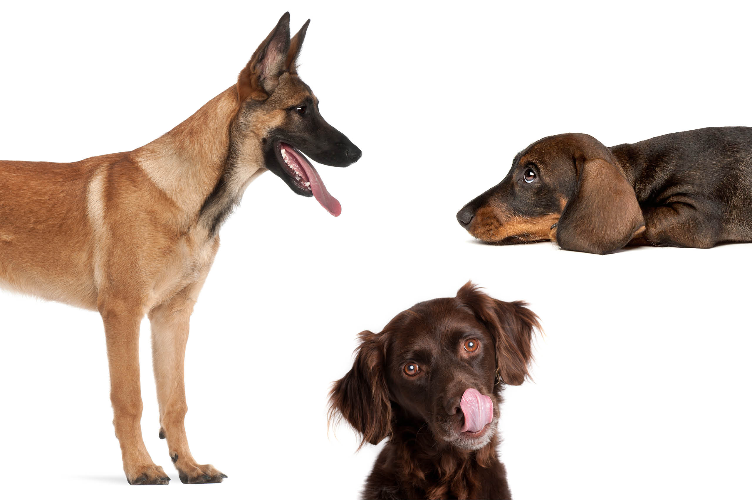 Kollage Coronahundar Foto Getty