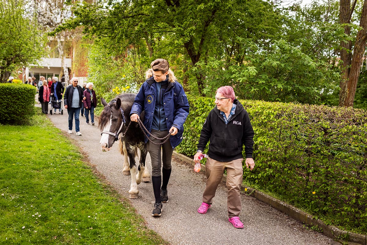 Hästar från den lokala ridskolan på Trivselpunkten i Staffanstorp.