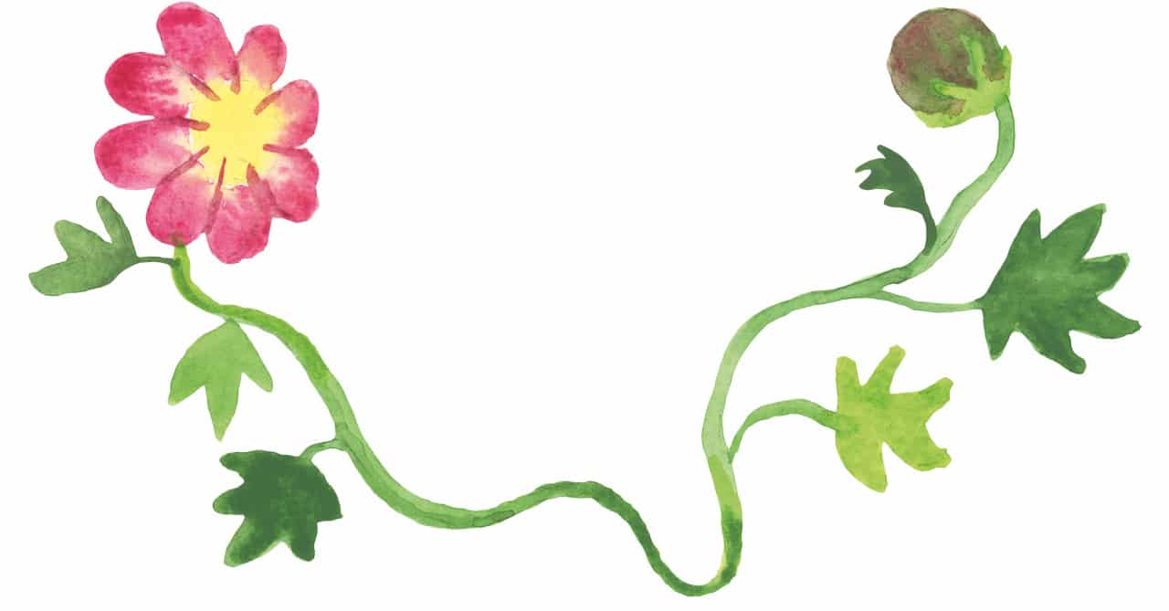 Akvarellillustration av en rosa blomma med gul mitt på en grön ranka, omgiven av gröna blad och en sluten knopp på vit bakgrund.