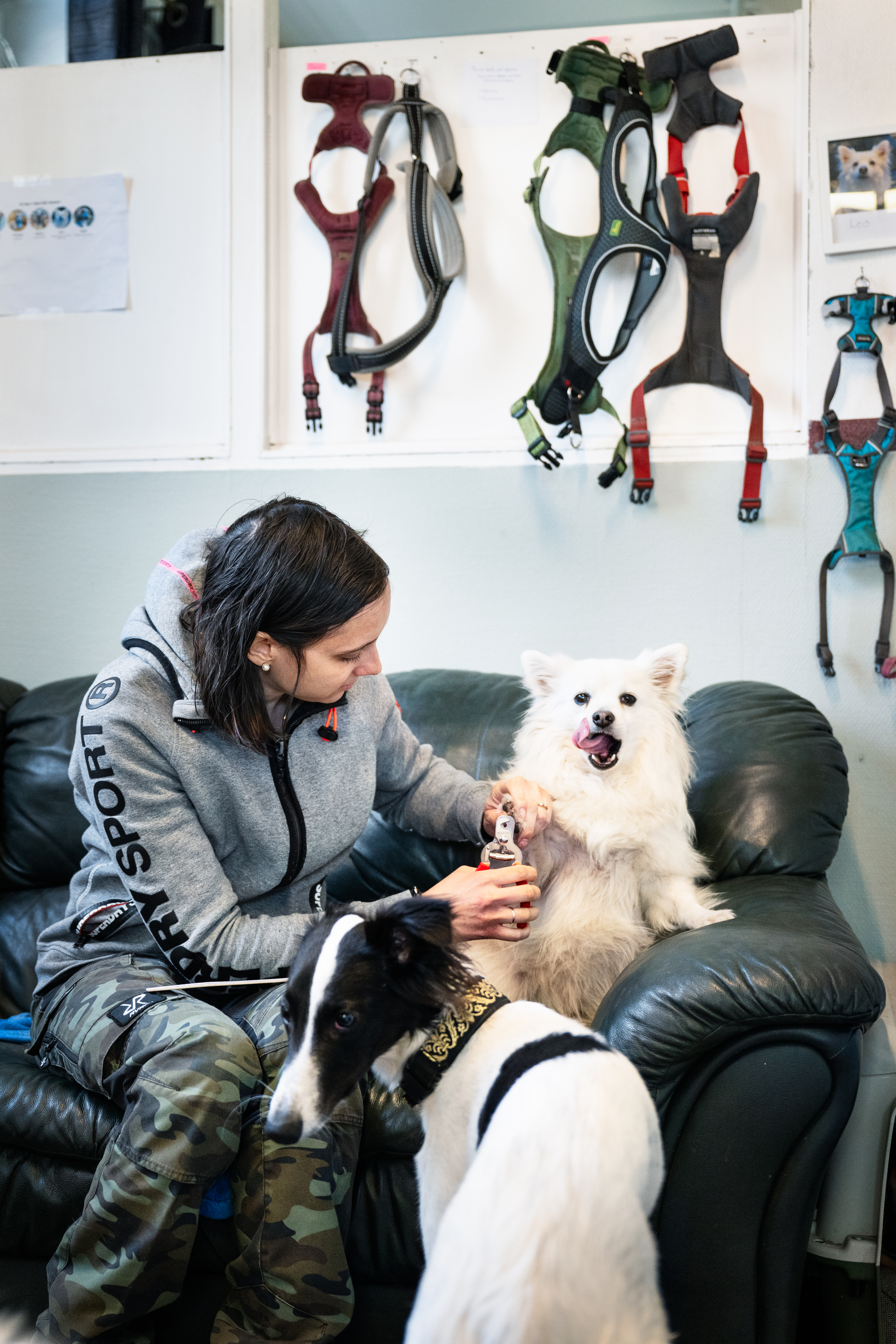 Anna Torstensson klipper klorna på en hund.