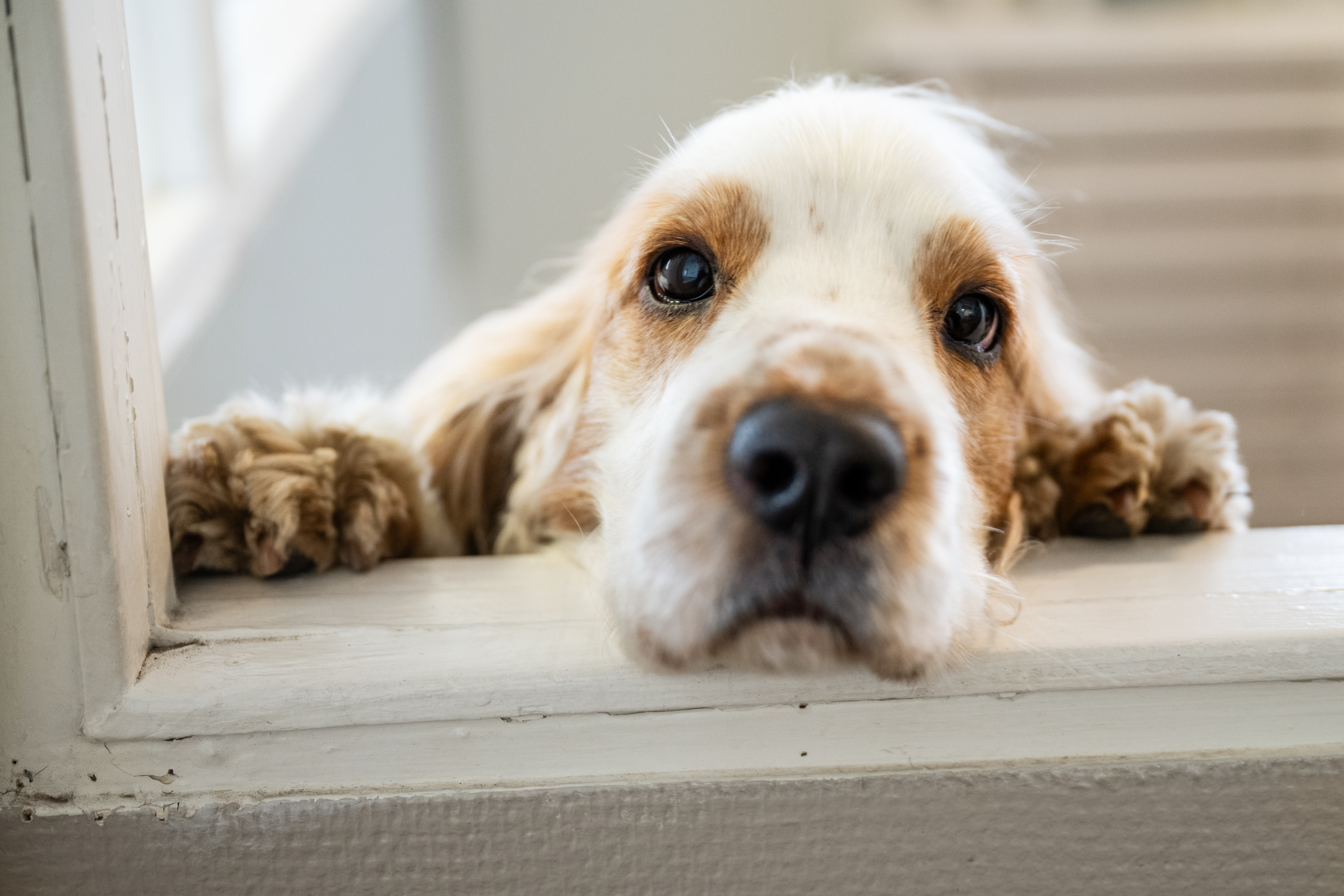 En hund som tittar rakt in i kameran på hunddagis.
