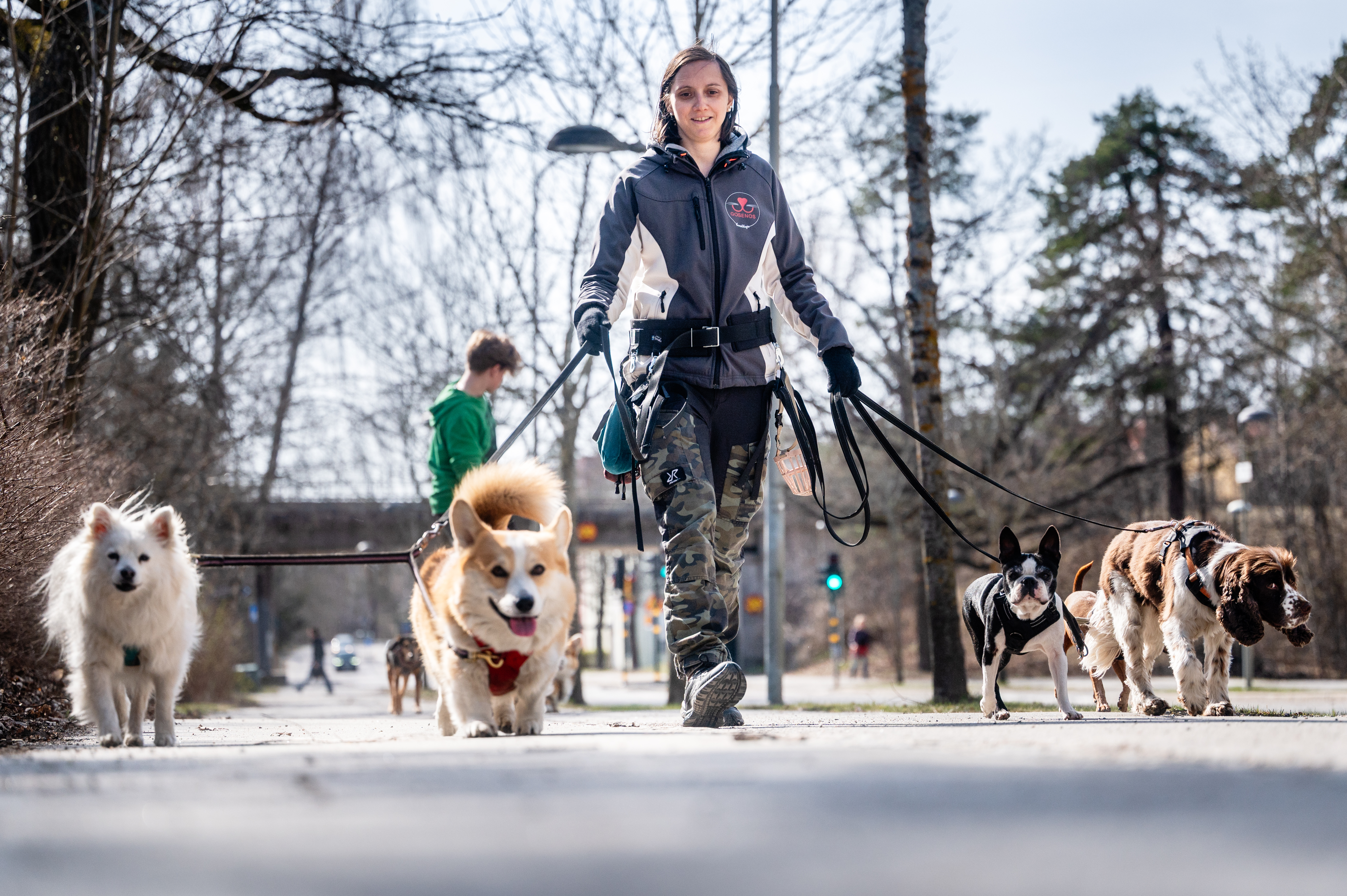 Anna Torstensson promenerar hundar på hunddagis.