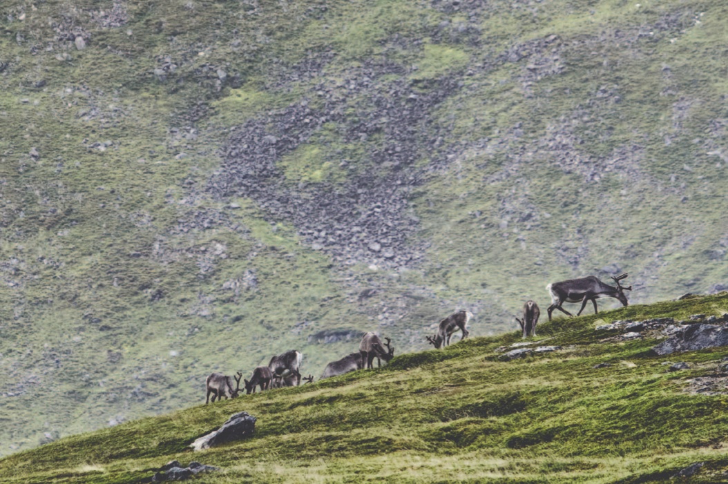 Rentiere_Seiland_Norwegen_Reportage_N1301