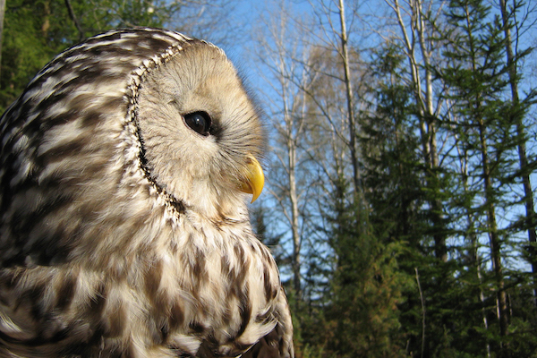 daniel green, birdsafarisweden.com